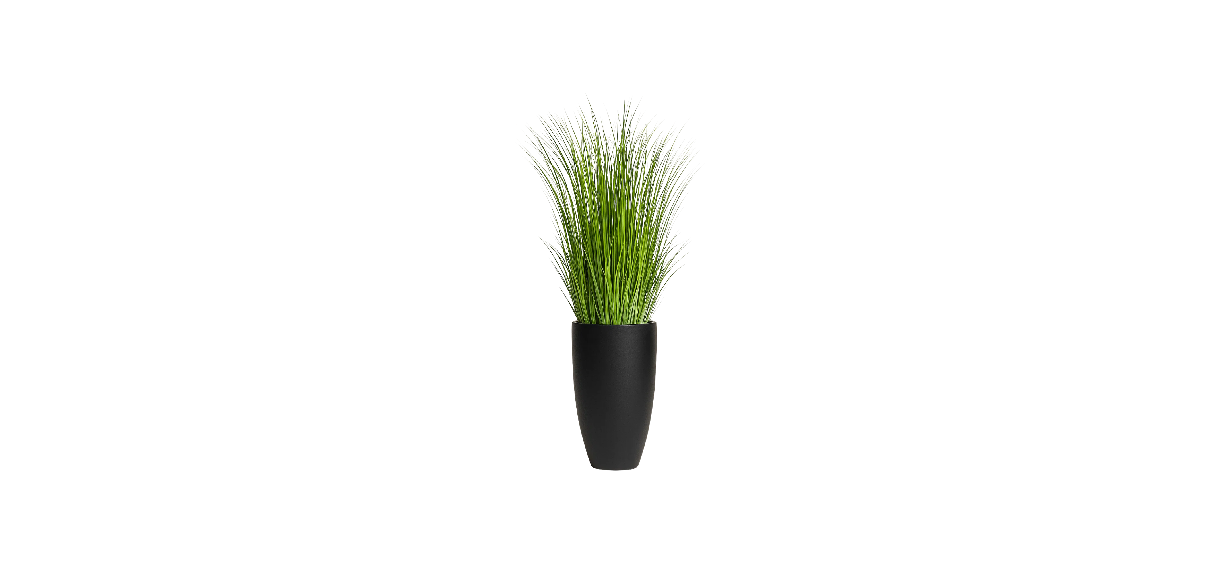 Grasses