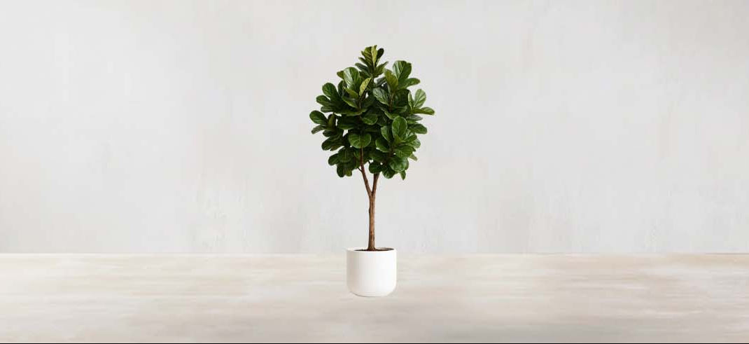 West African Fiddle Fig Tree