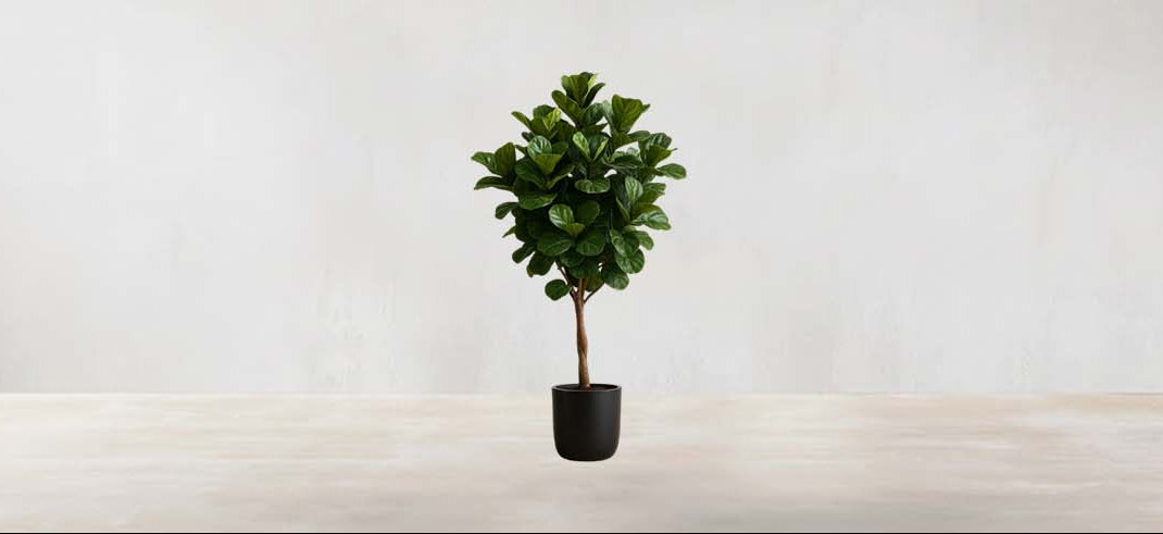West African Fiddle Fig Tree