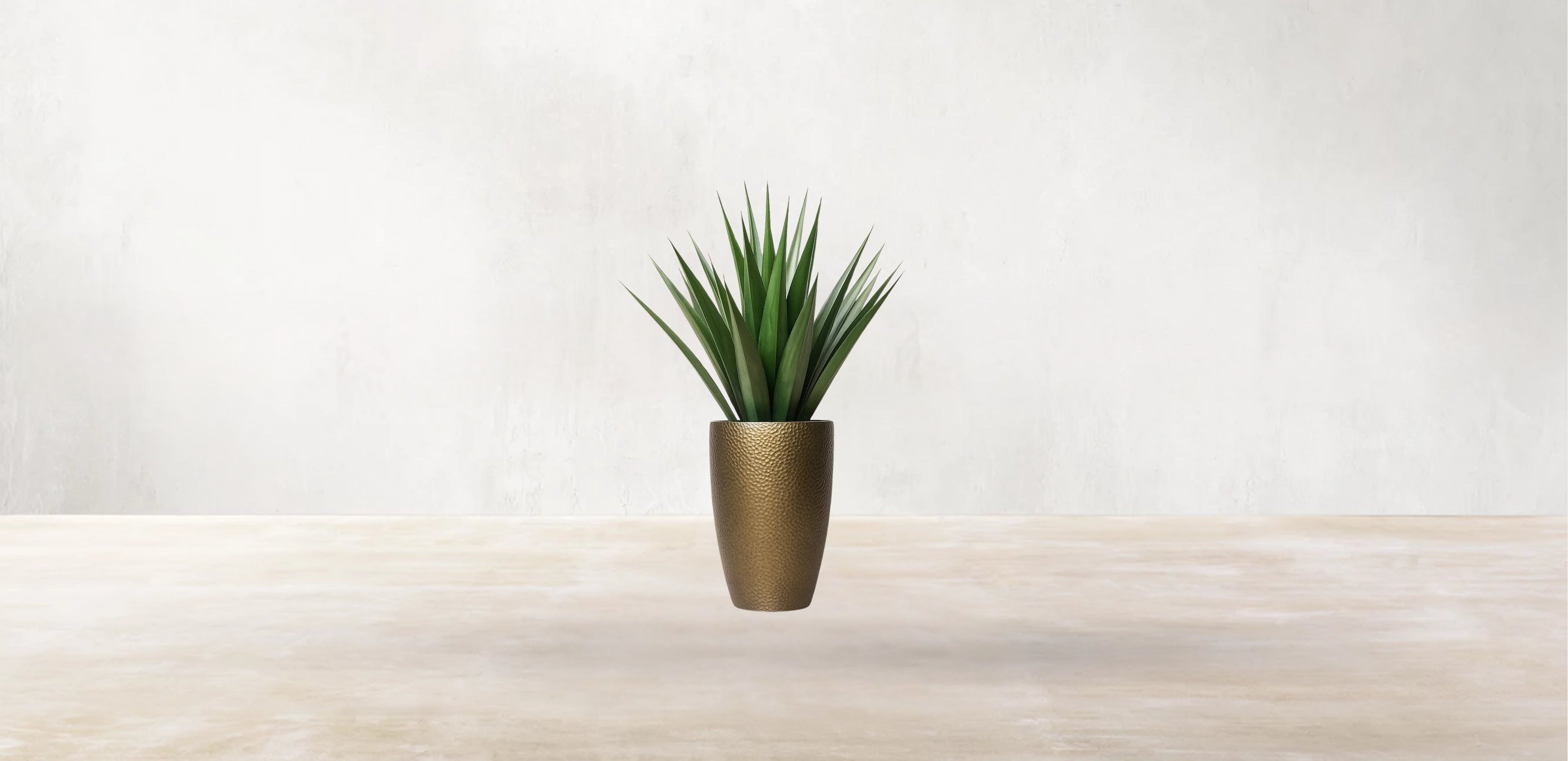 Agave of Central America