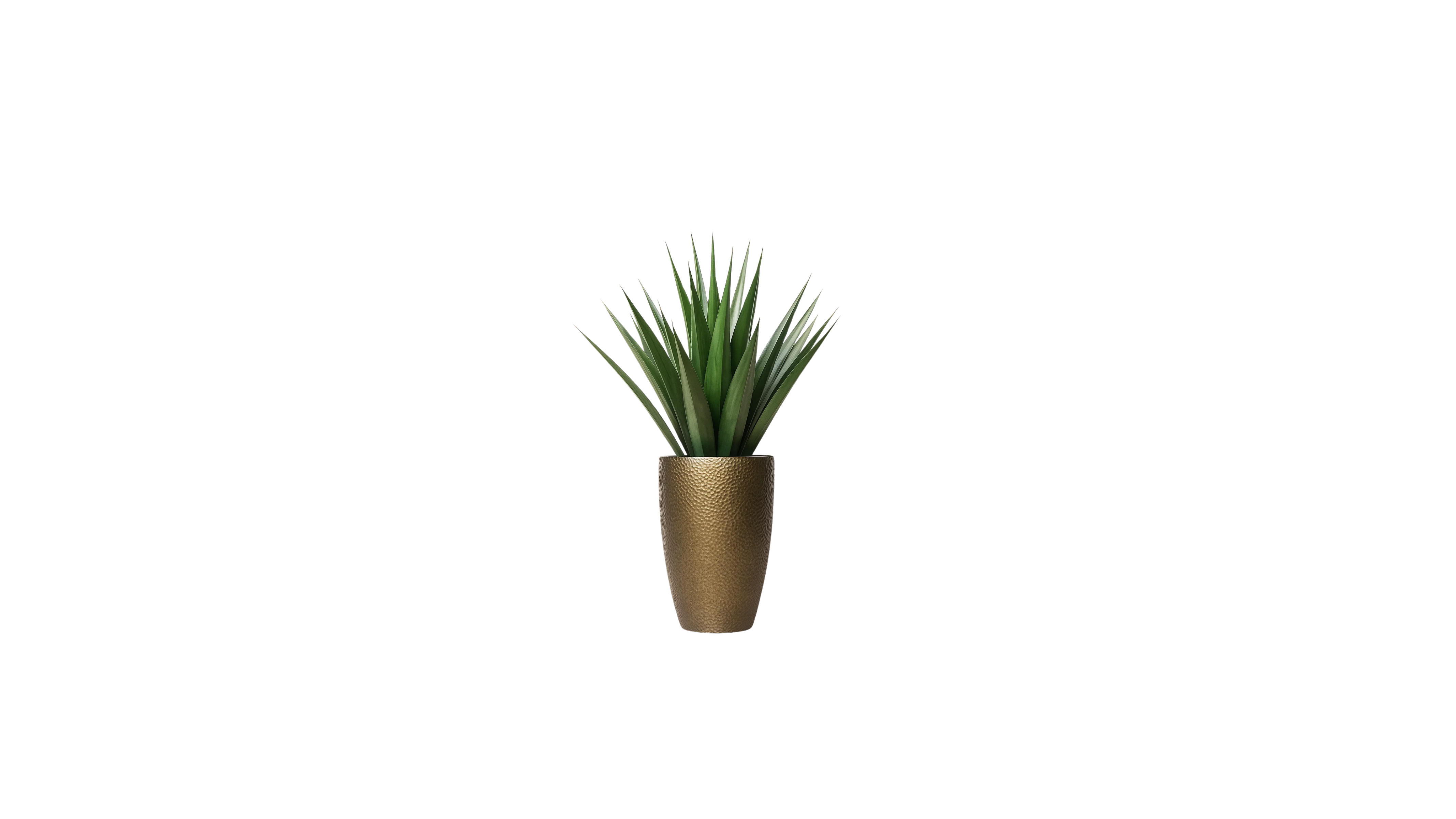 Agave of Central America