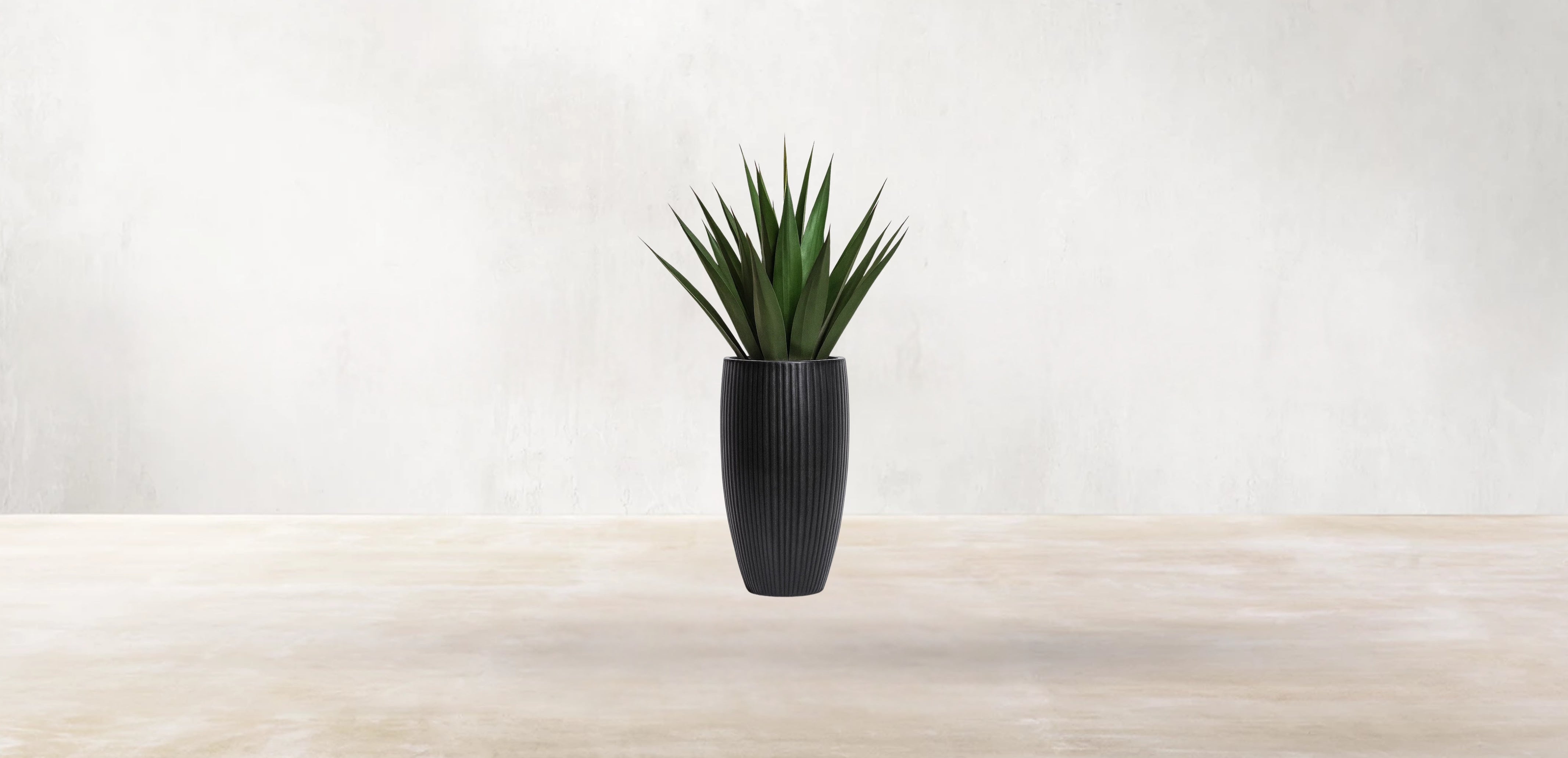 Agave of Central America