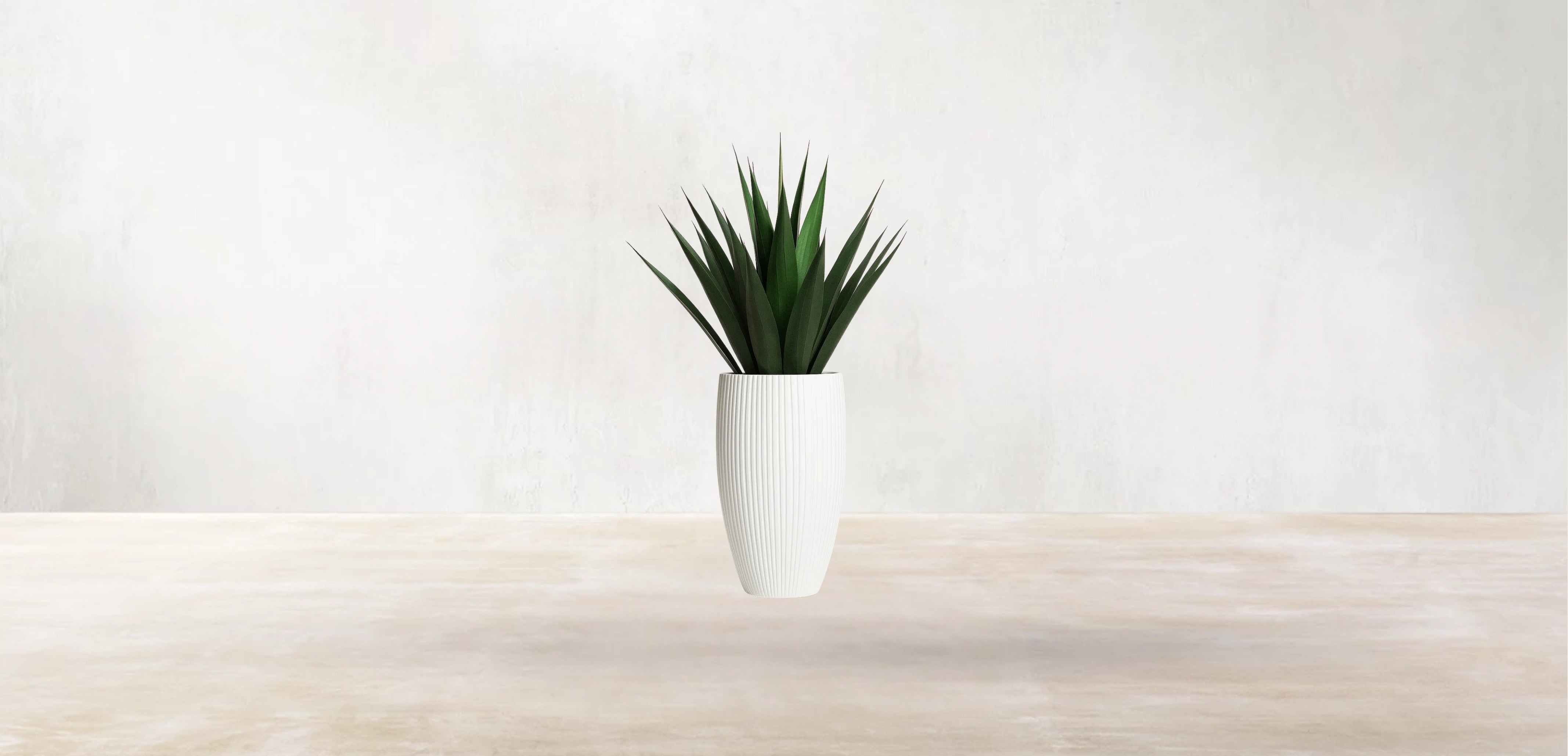 Agave of Central America