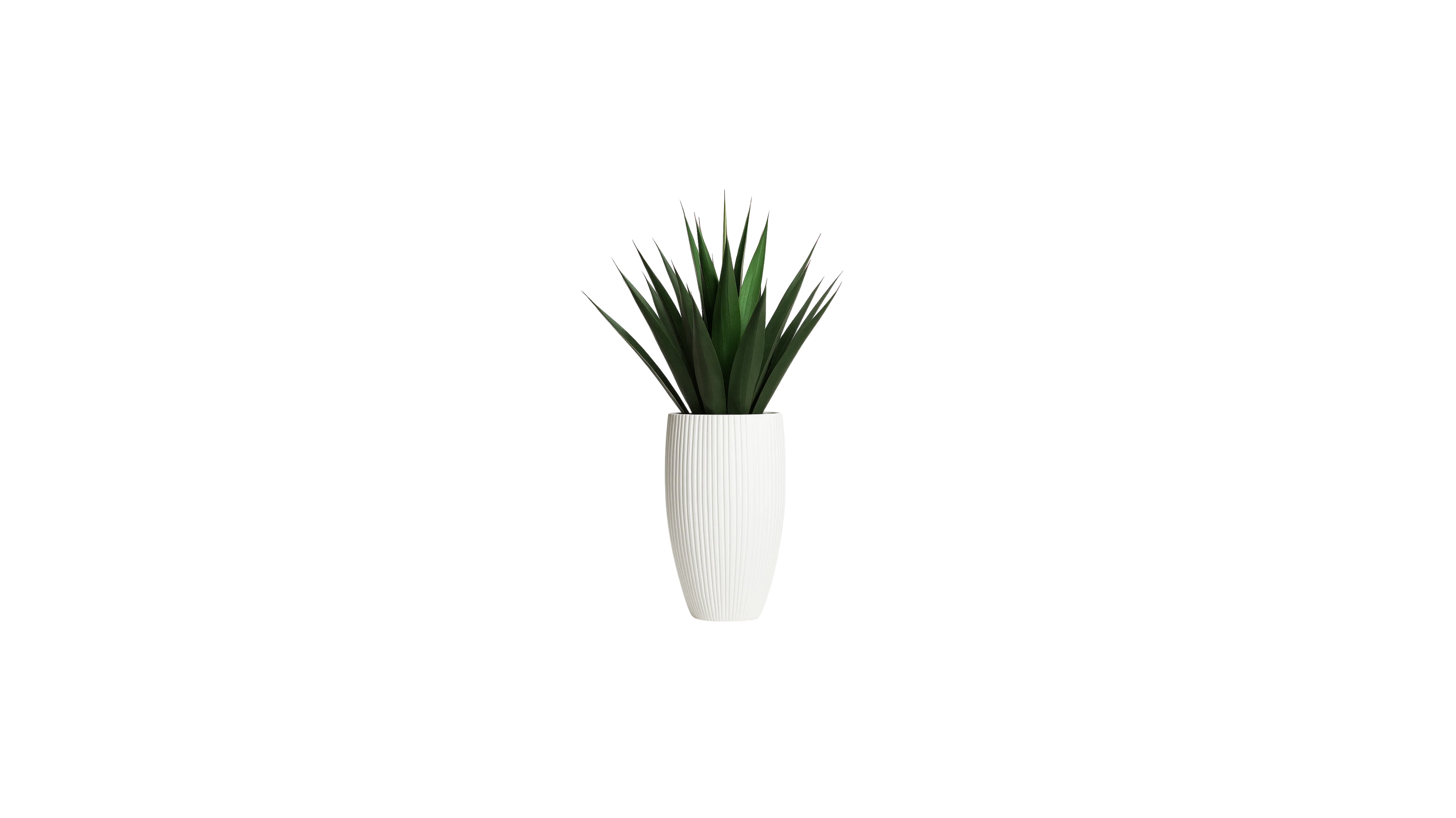 Agave of Central America