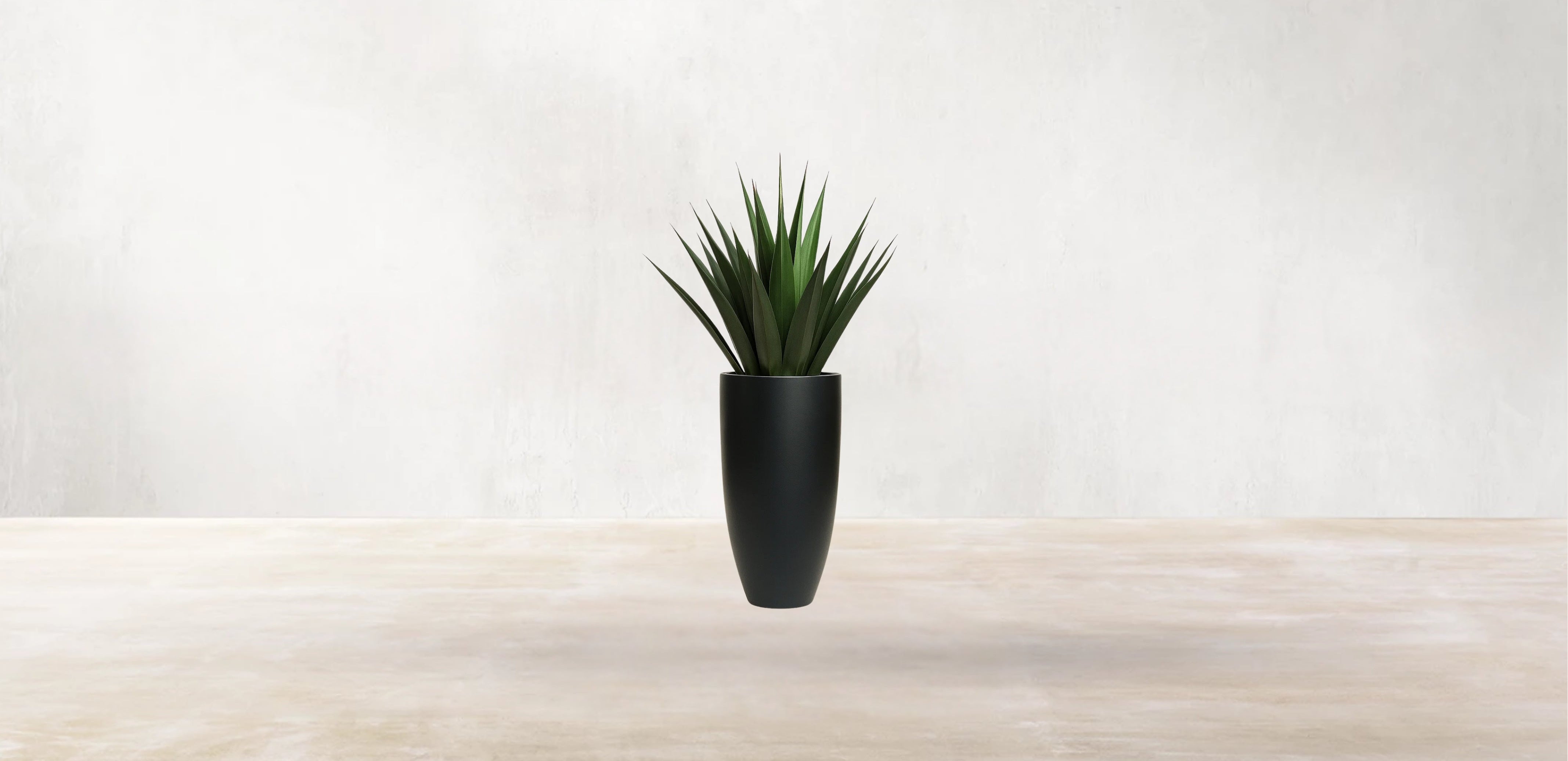 Agave of Central America