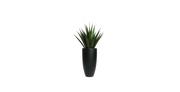 Agave of Central America