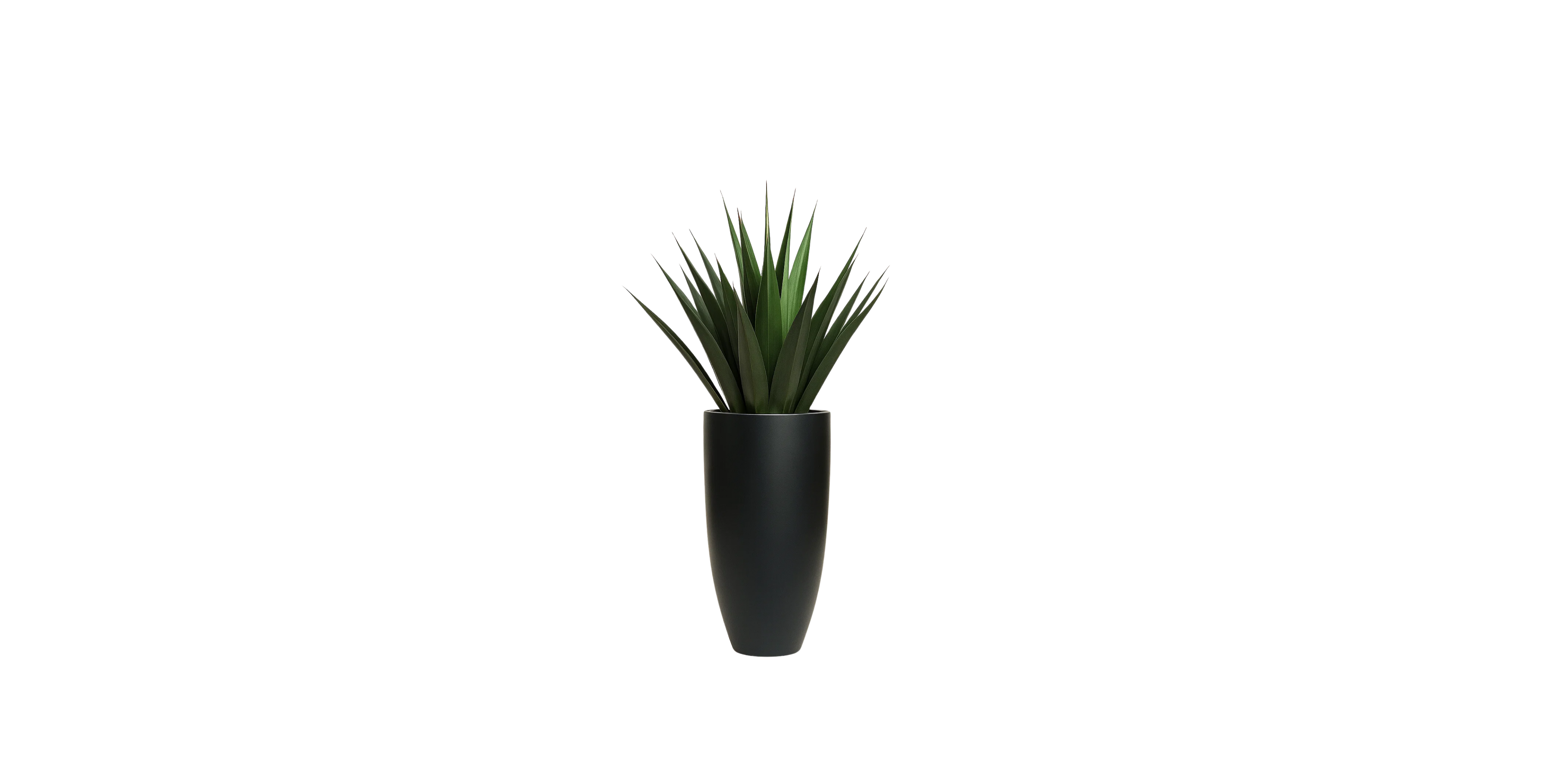 Agave of Central America