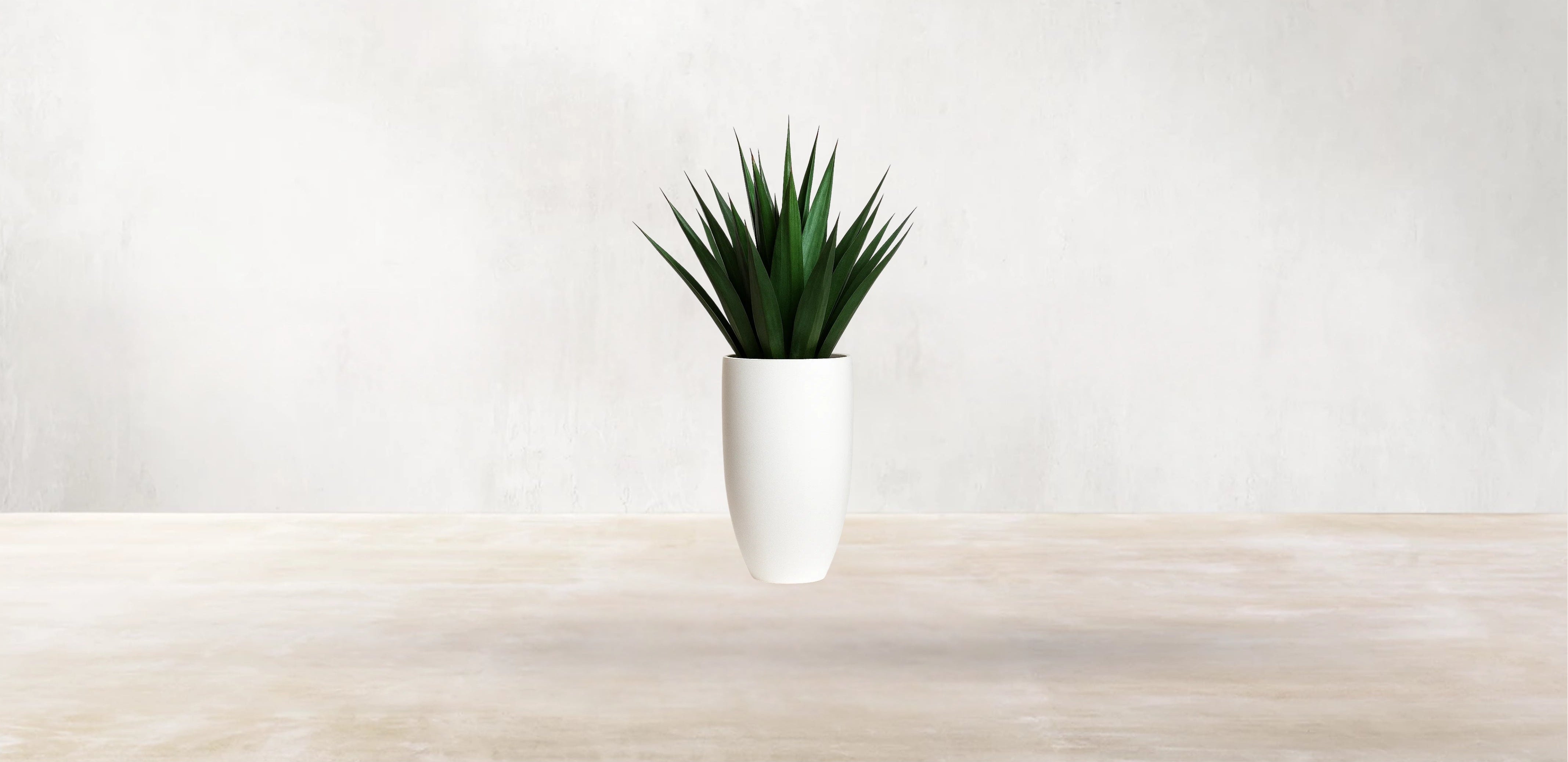 Agave of Central America