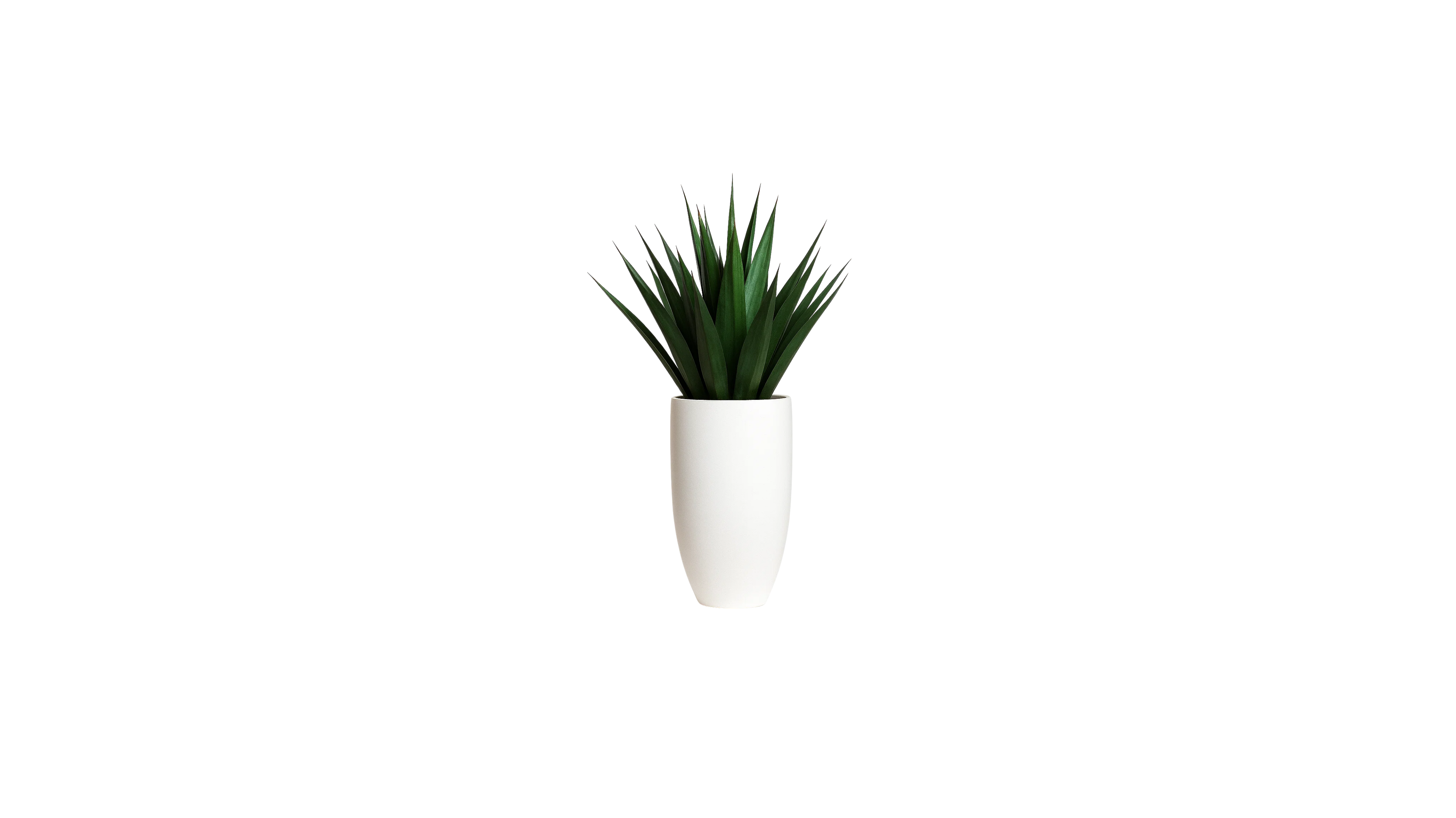 Agave of Central America
