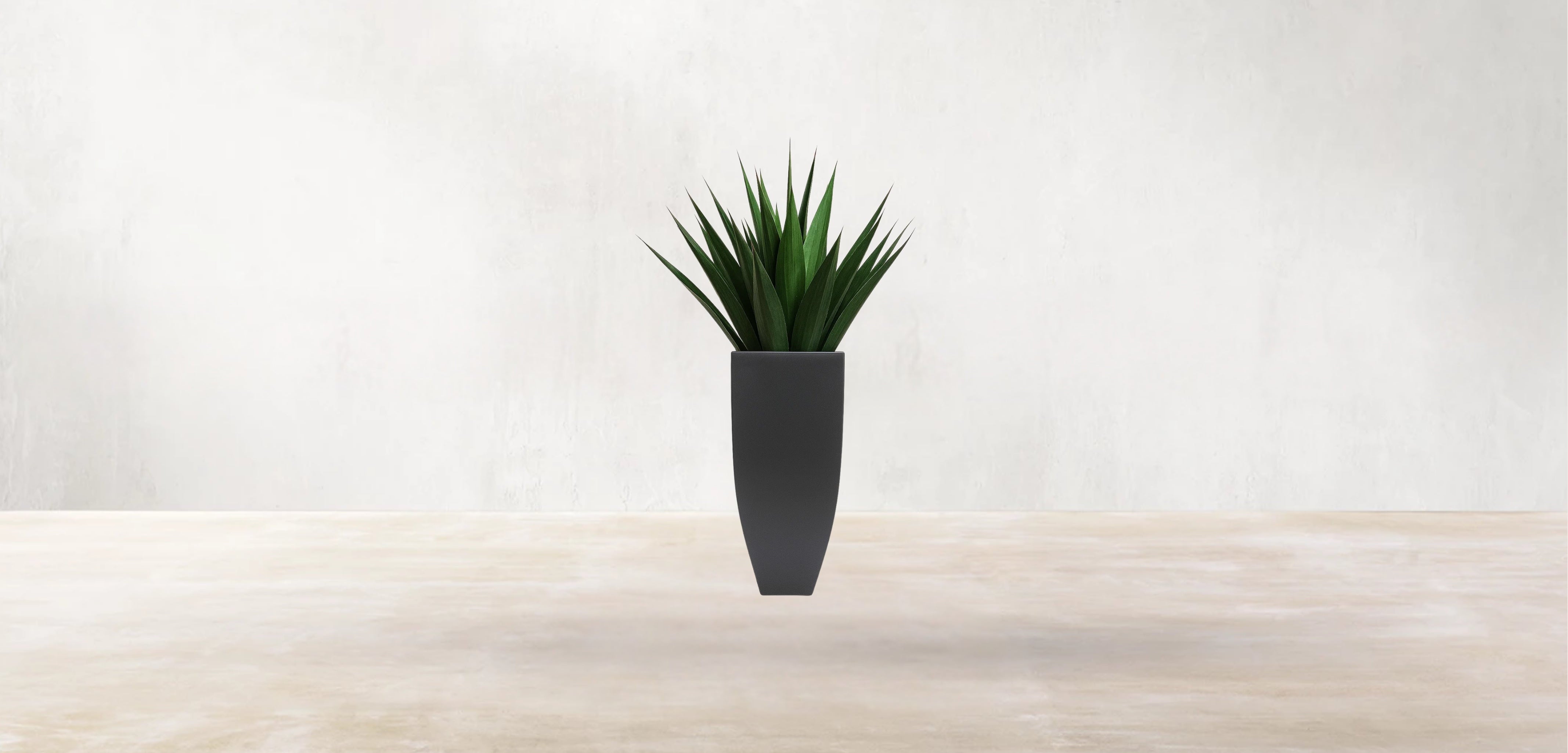 Agave of Central America
