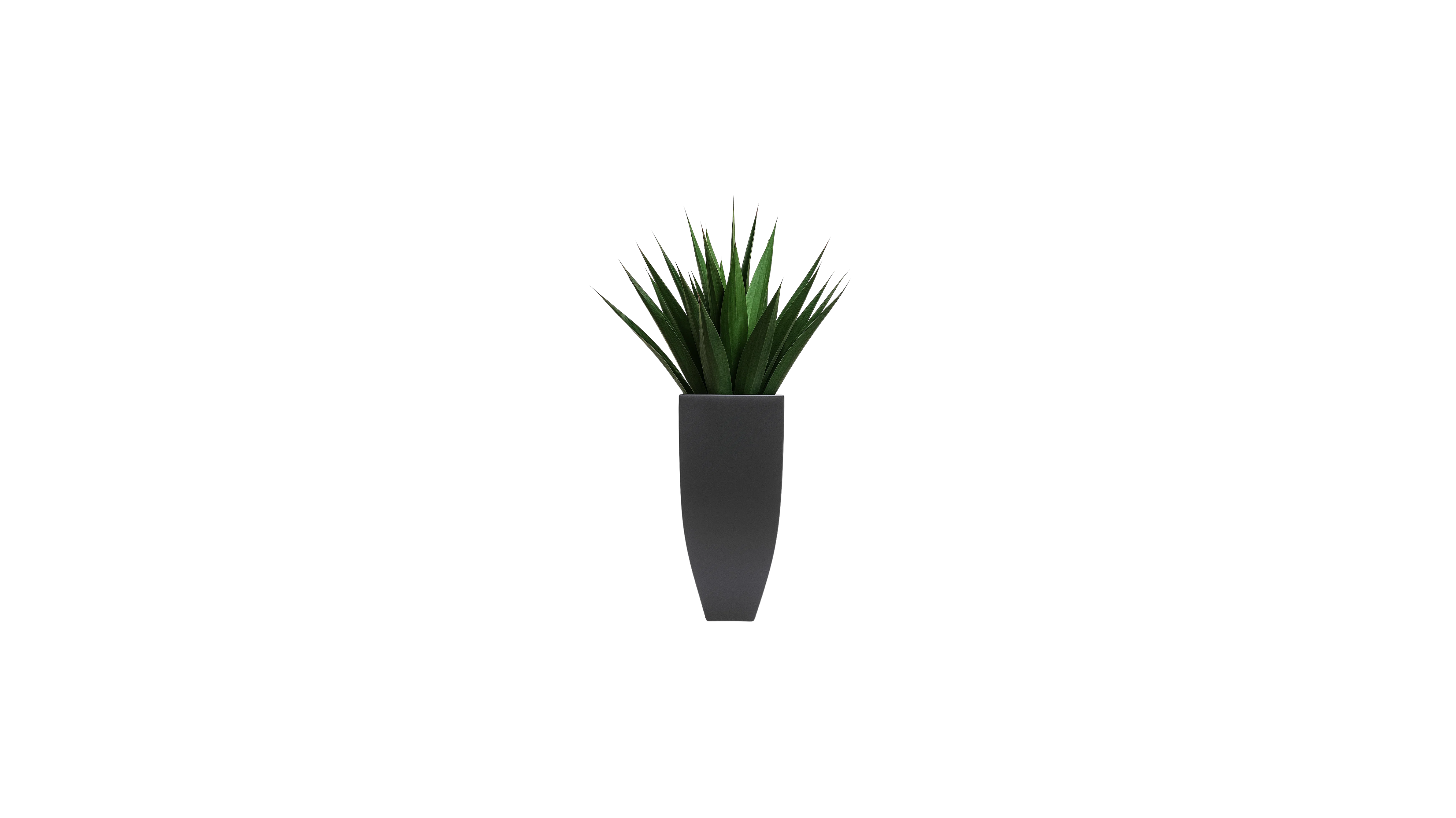 Agave of Central America