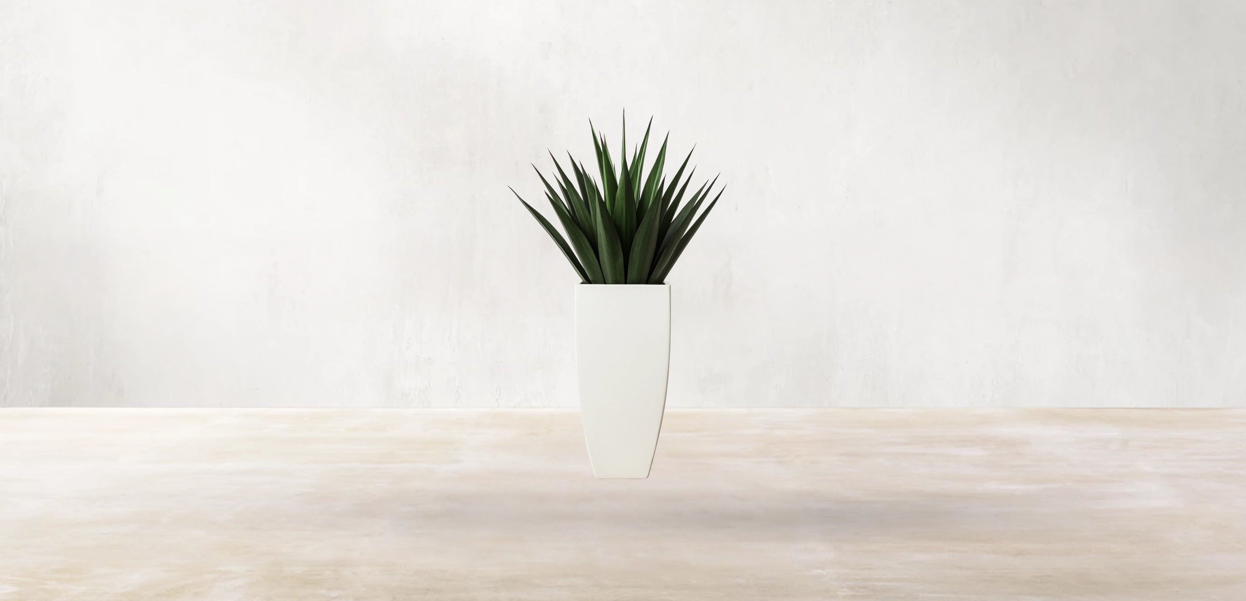 Agave of Central America