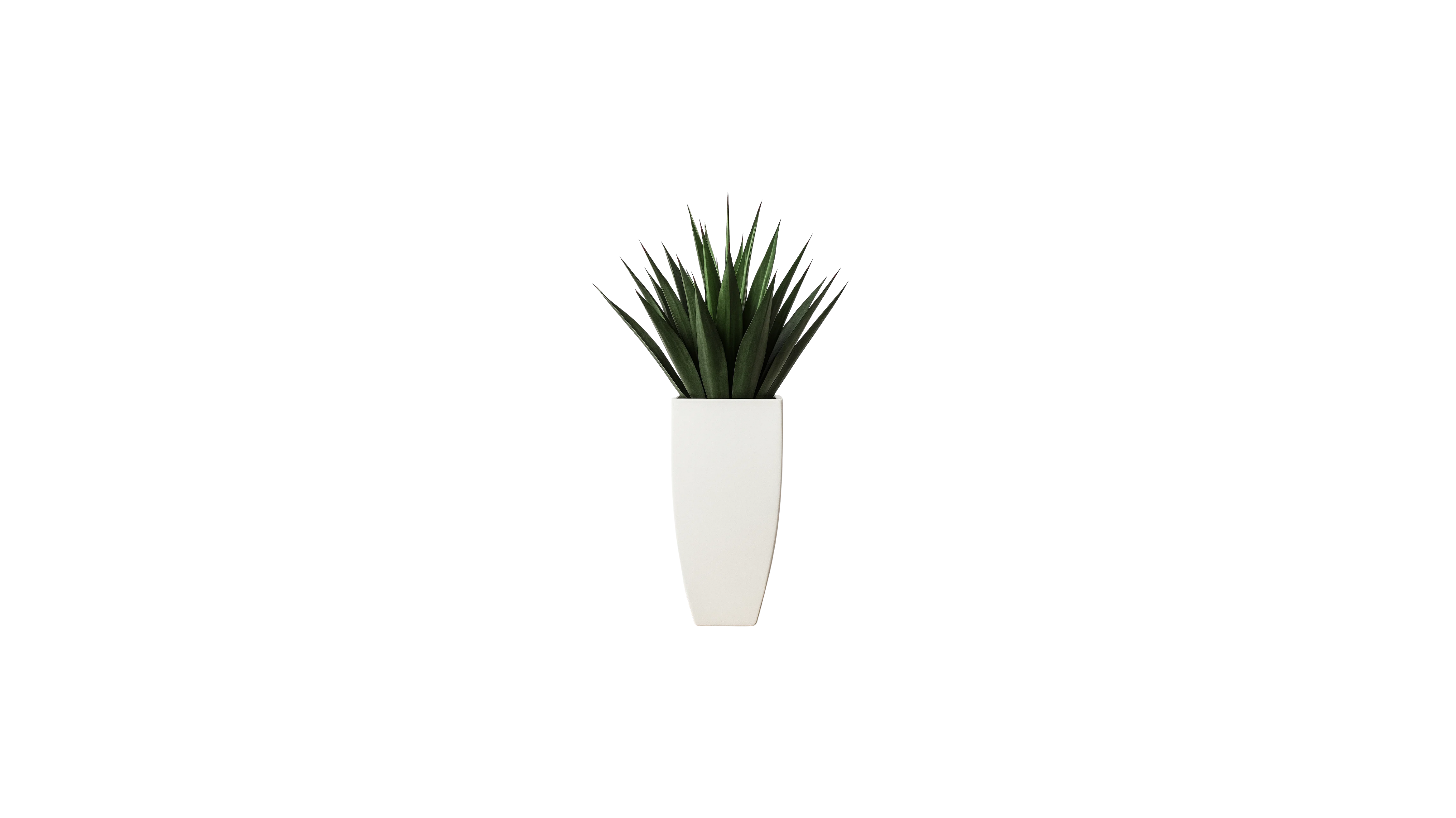 Agave of Central America