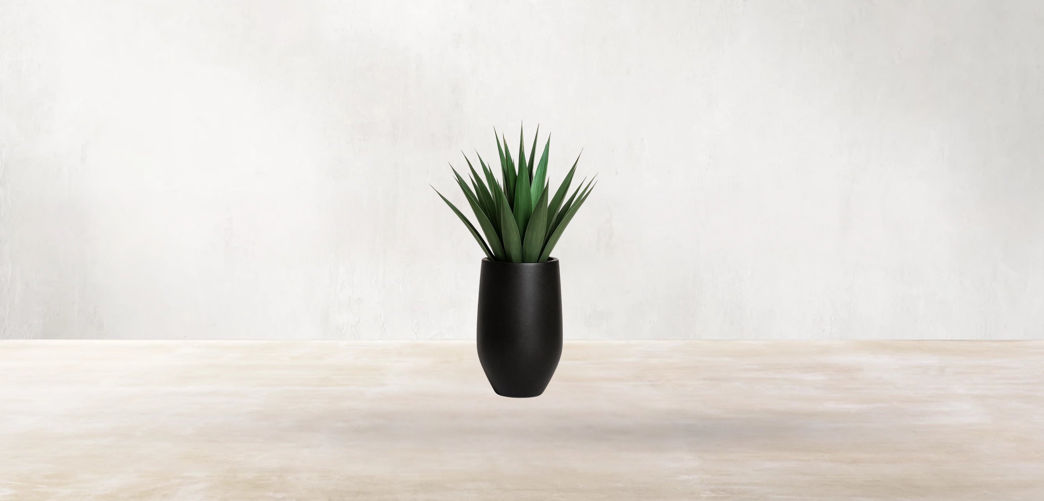 Agave of Central America