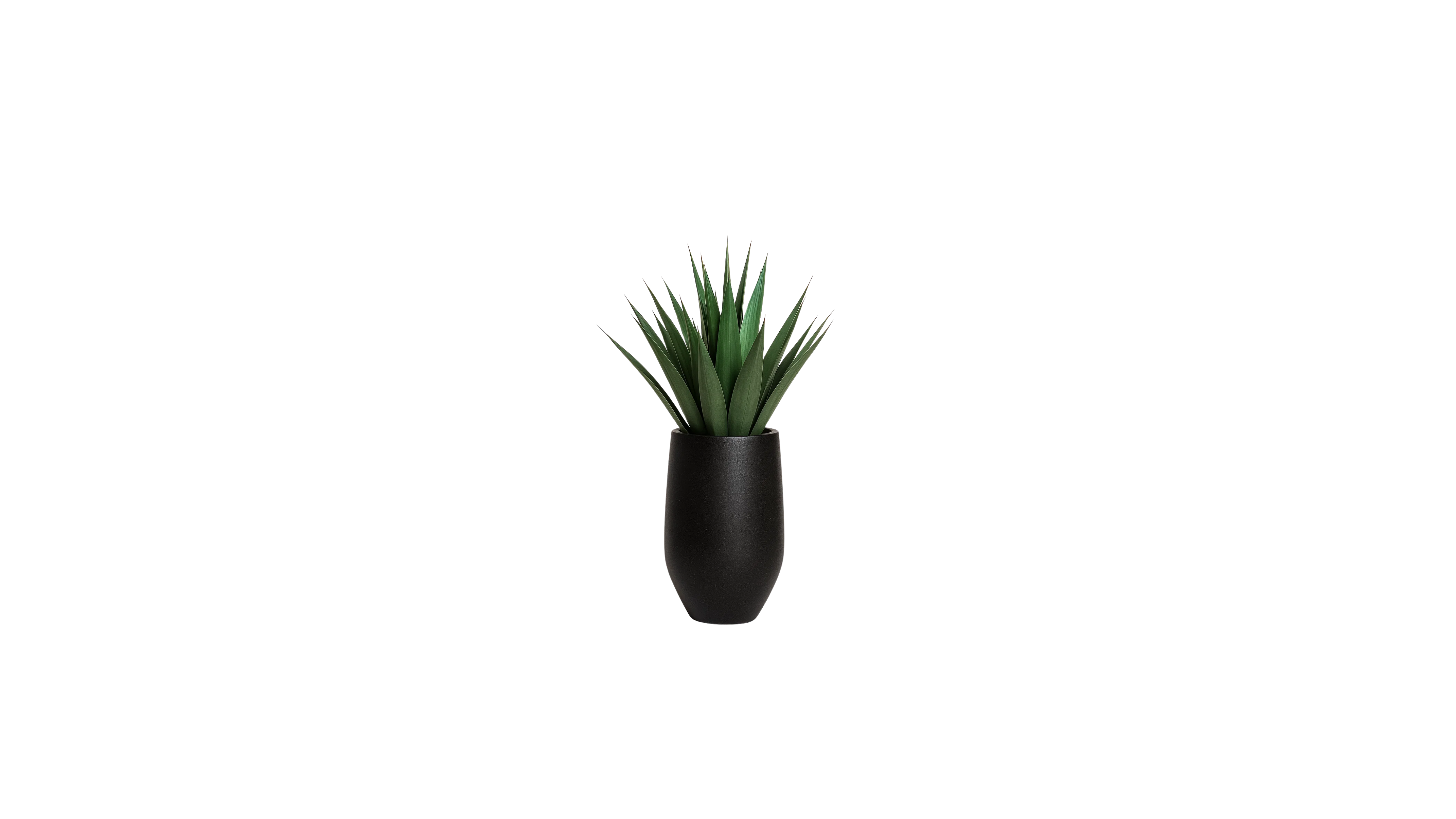 Agave of Central America