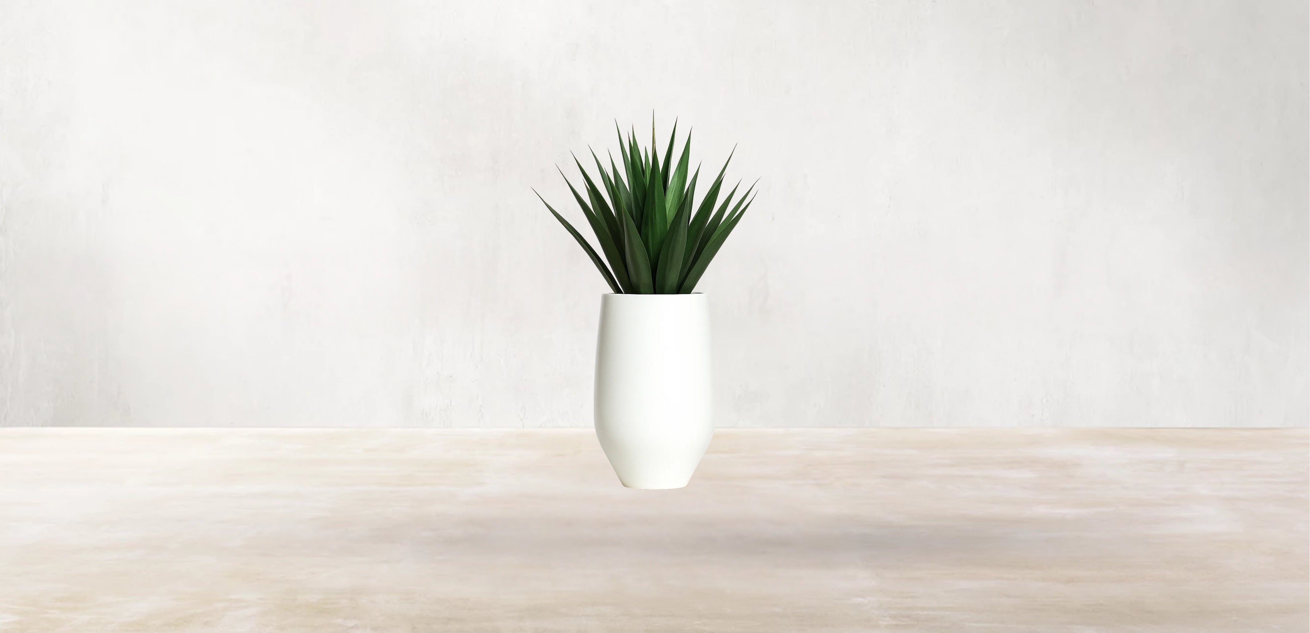 Agave of Central America