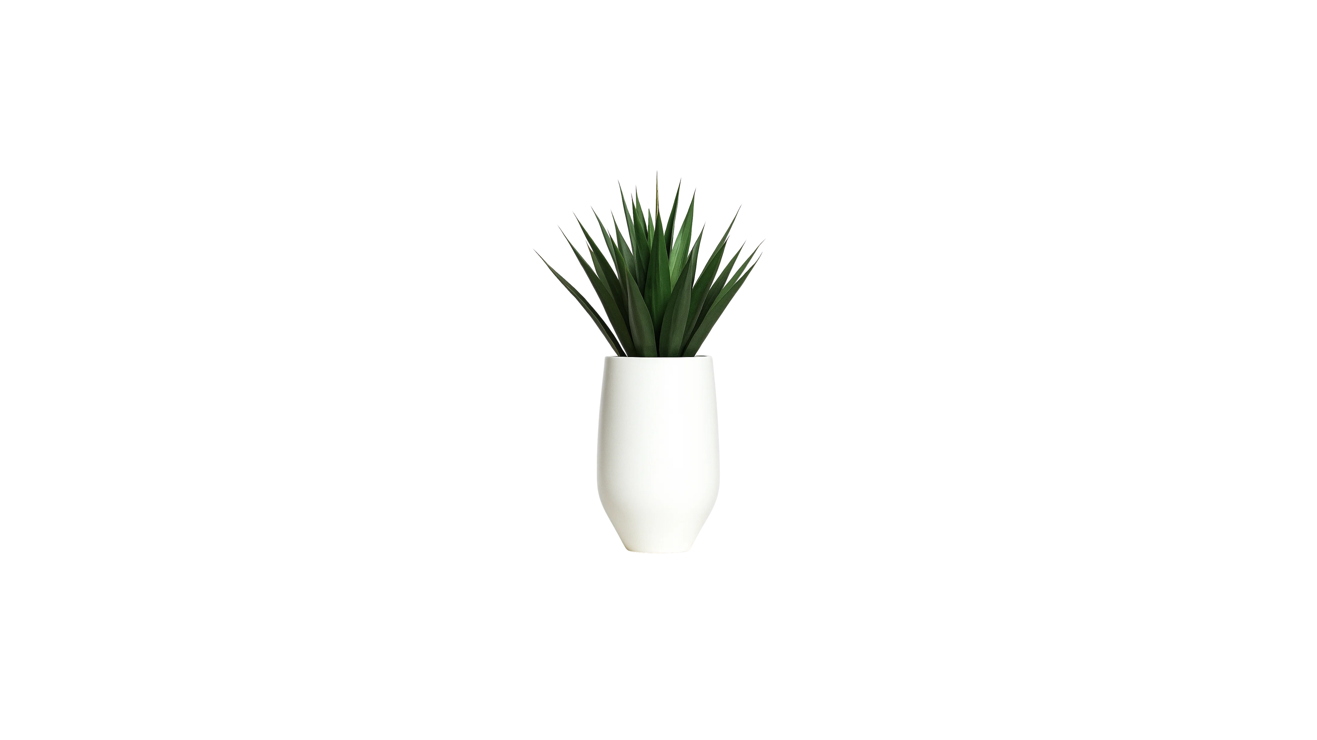 Agave of Central America