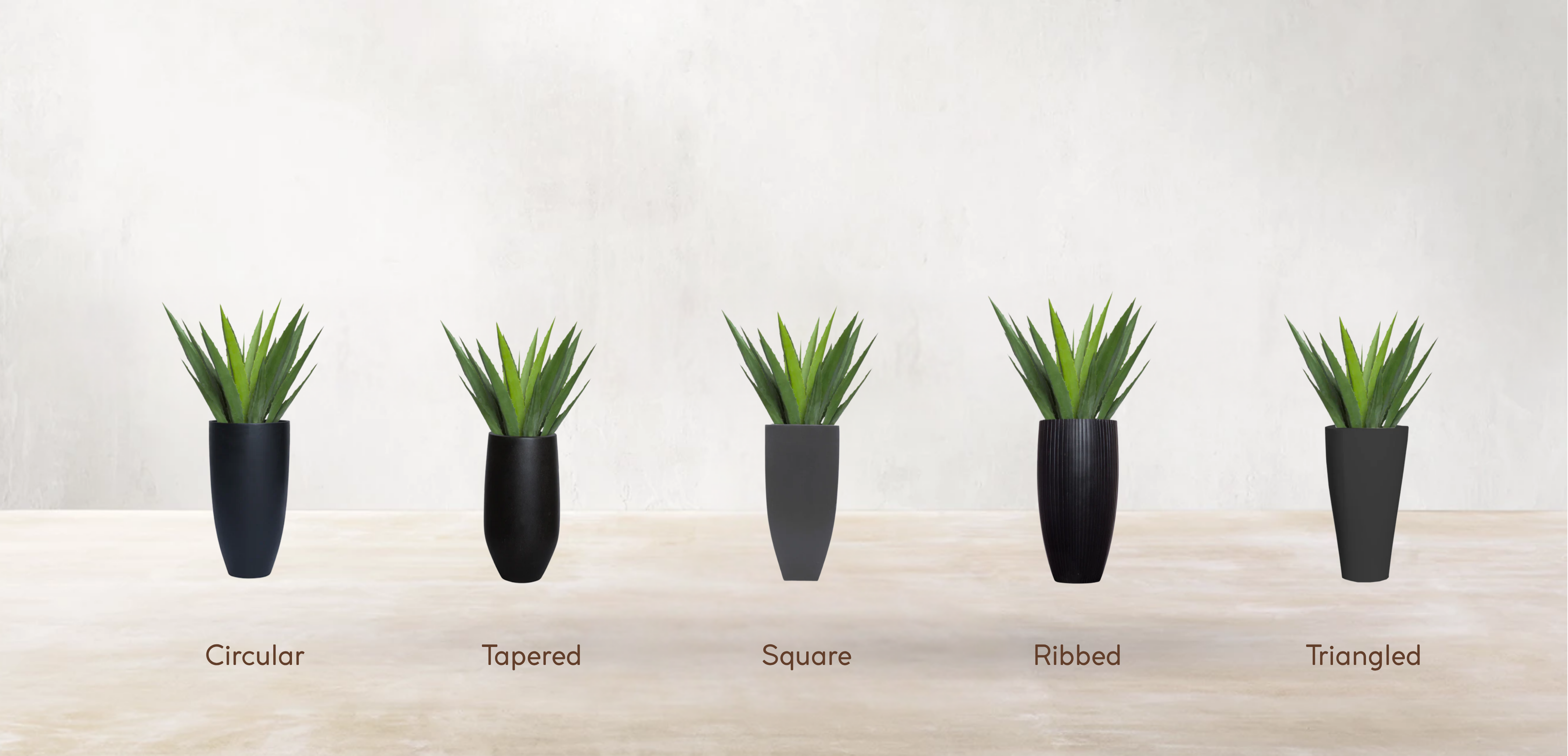 Aloe Vera of Arabia