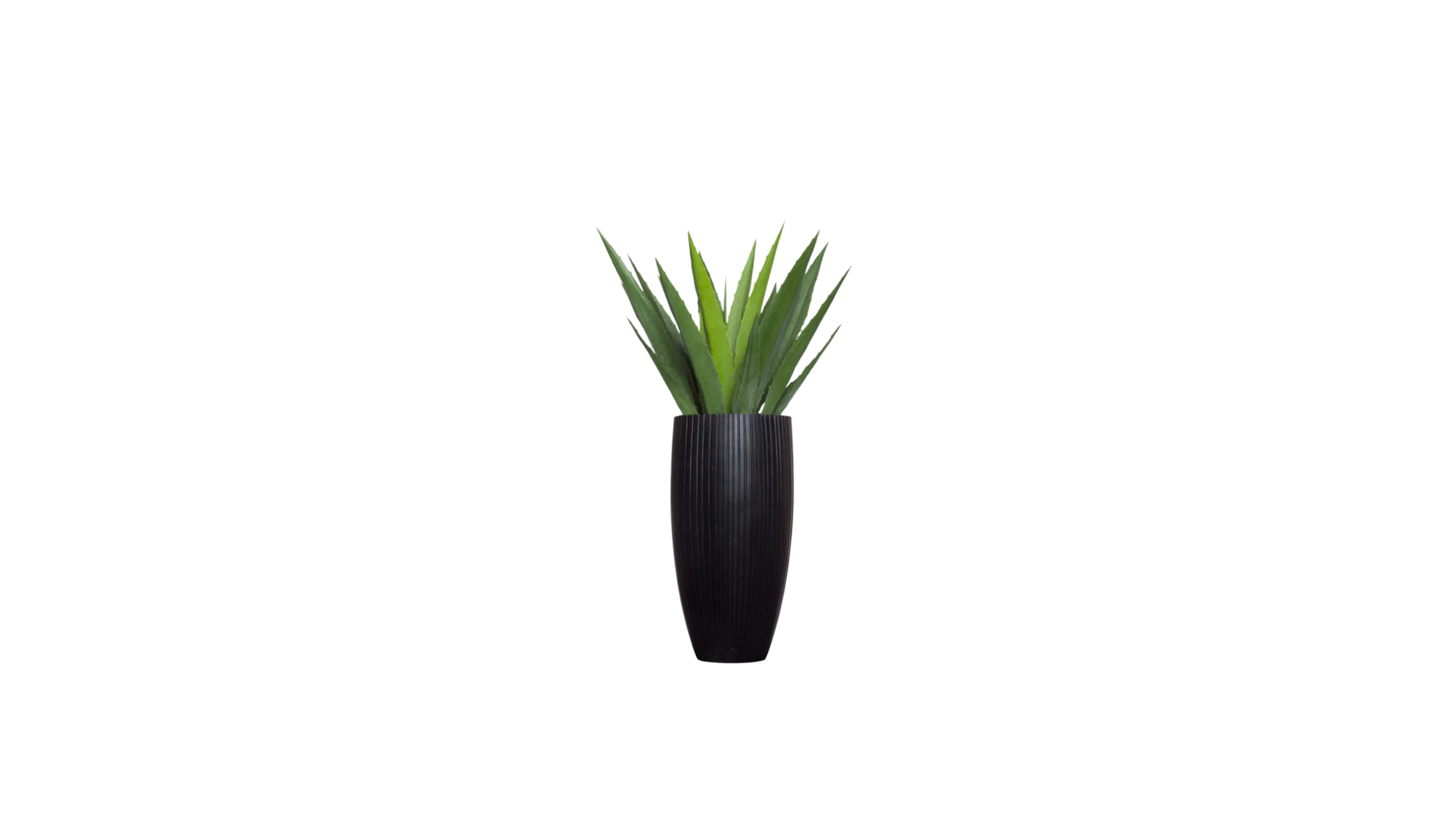 Aloe Vera of Arabia