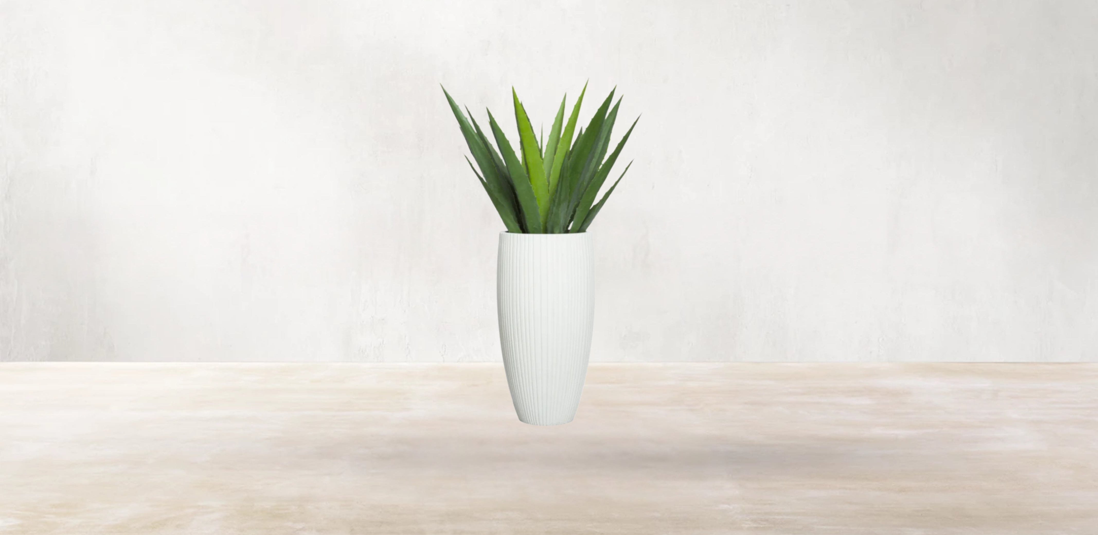 Aloe Vera of Arabia