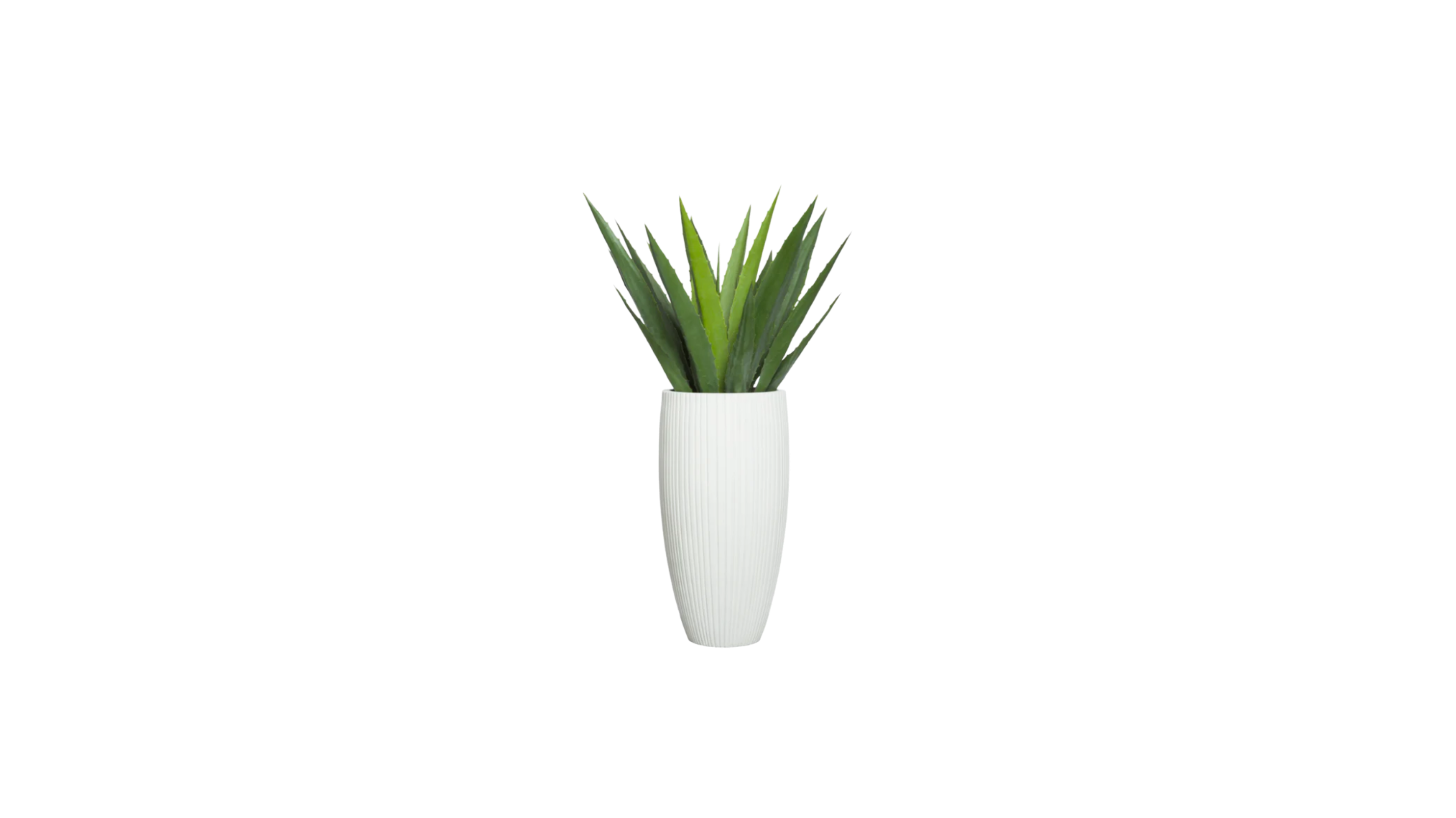 Aloe Vera of Arabia