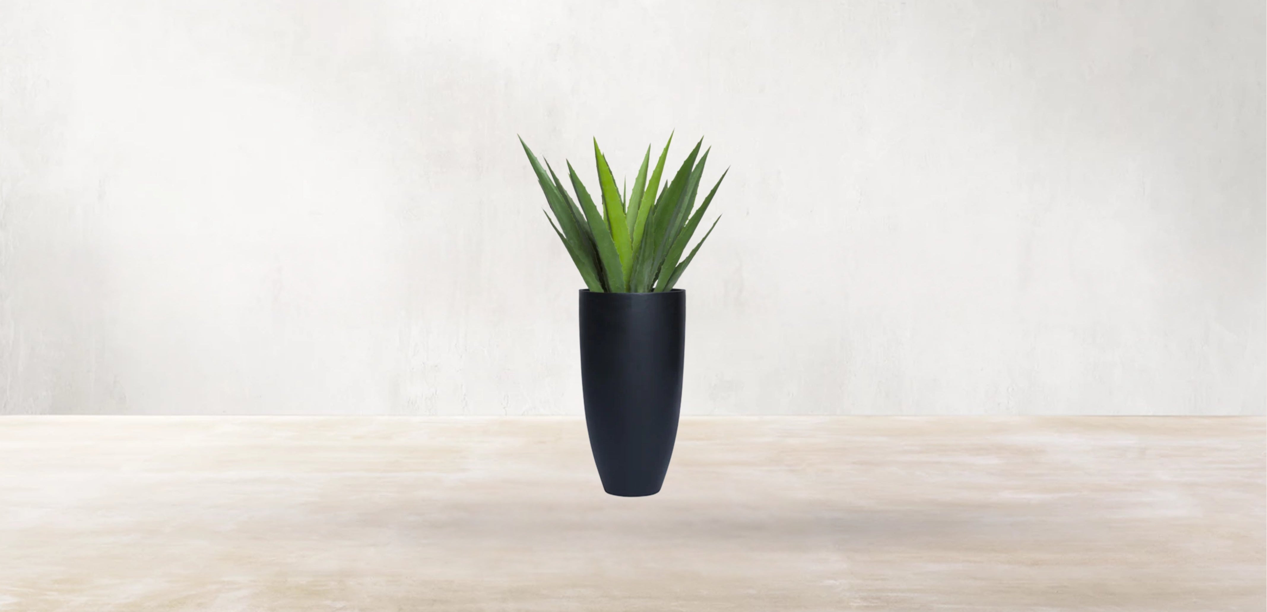 Aloe Vera of Arabia