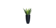 Aloe Vera of Arabia