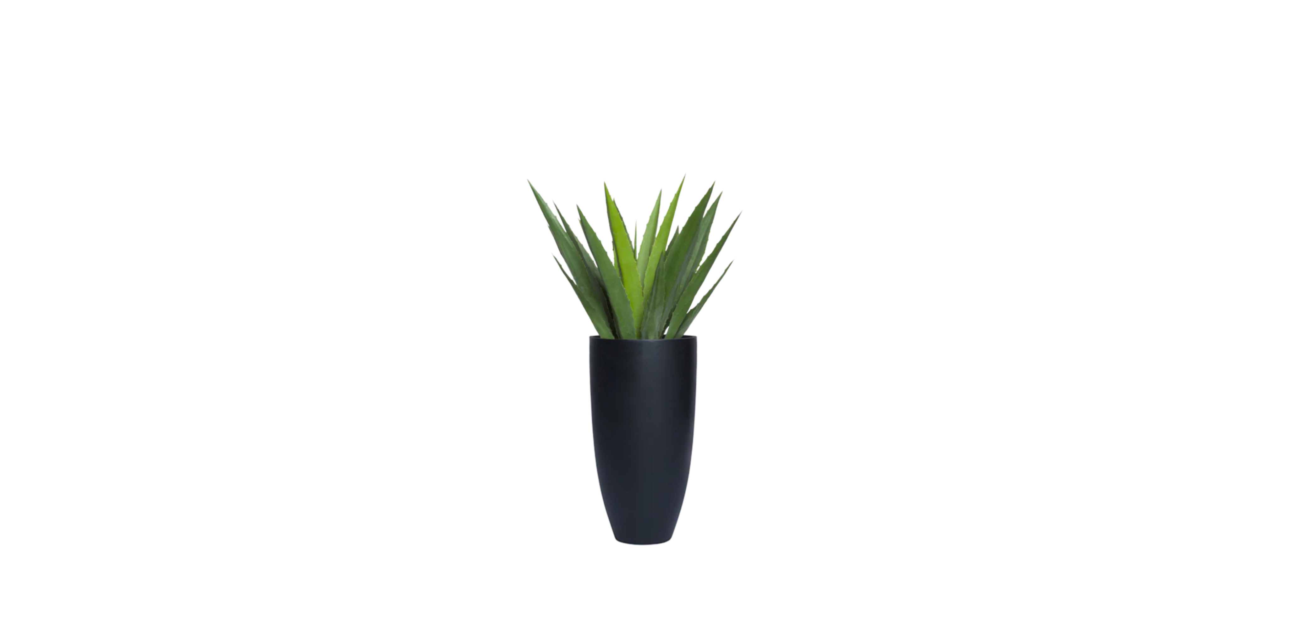 Aloe Vera of Arabia
