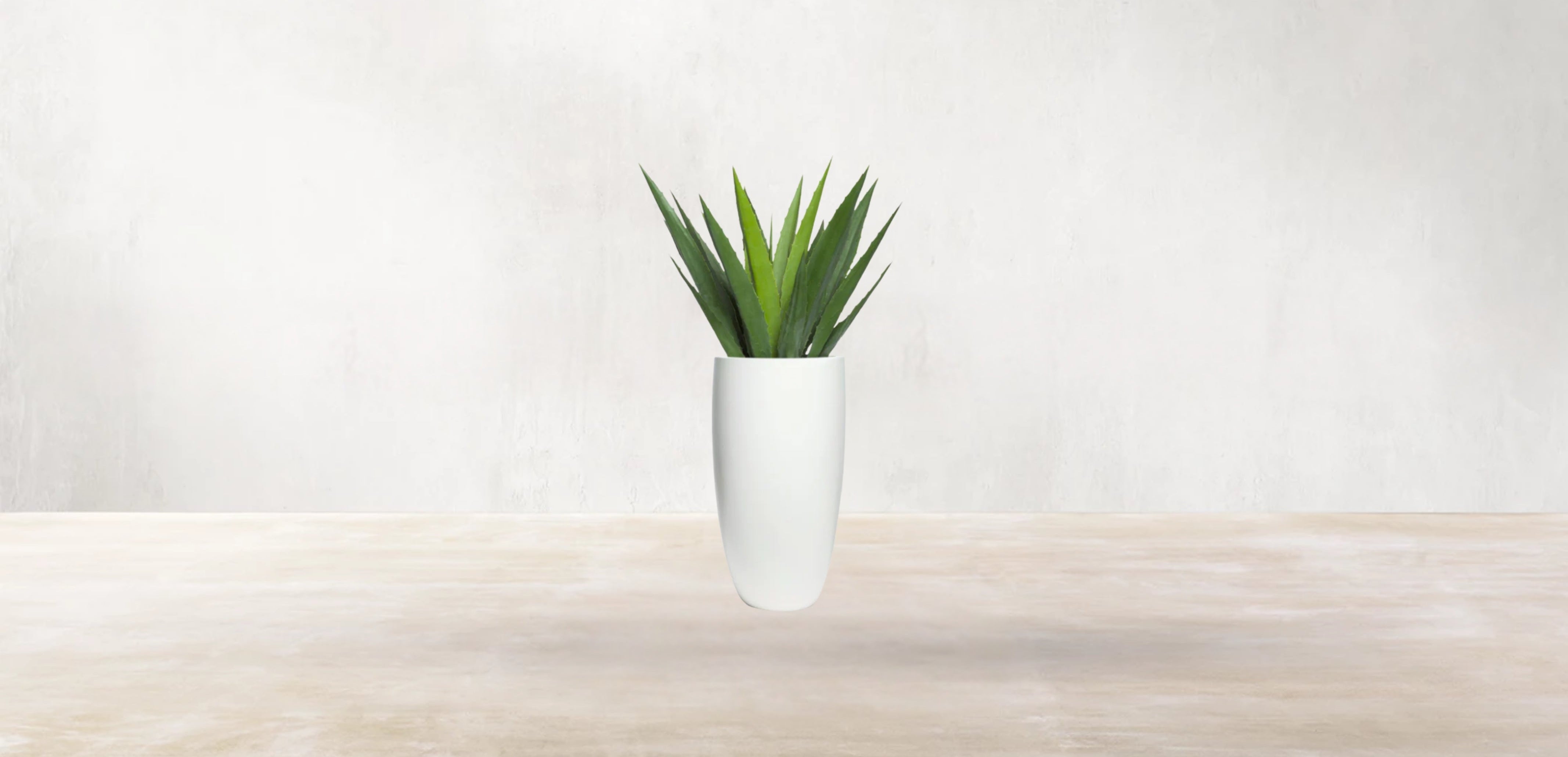 Aloe Vera of Arabia