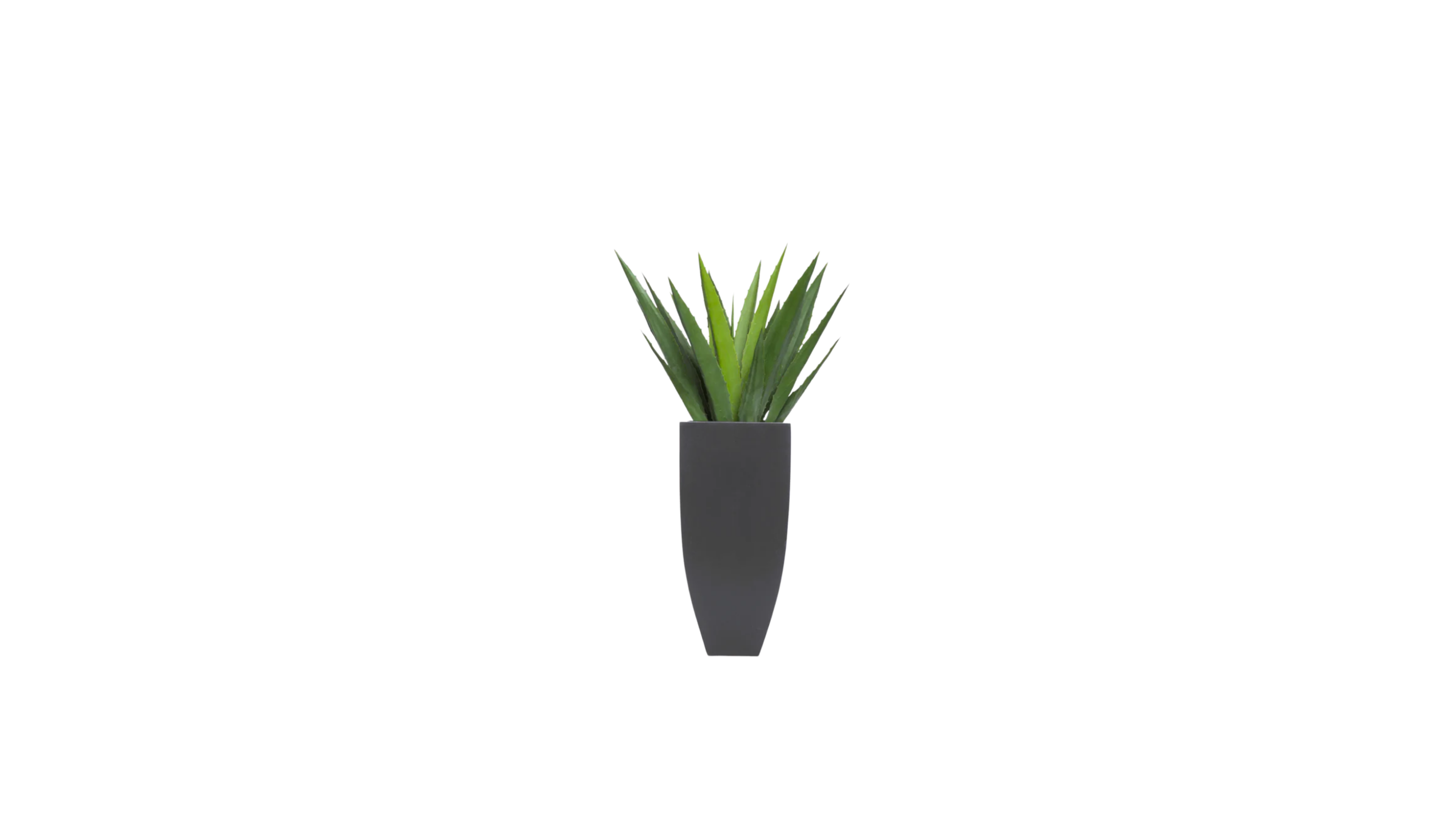 Aloe Vera of Arabia