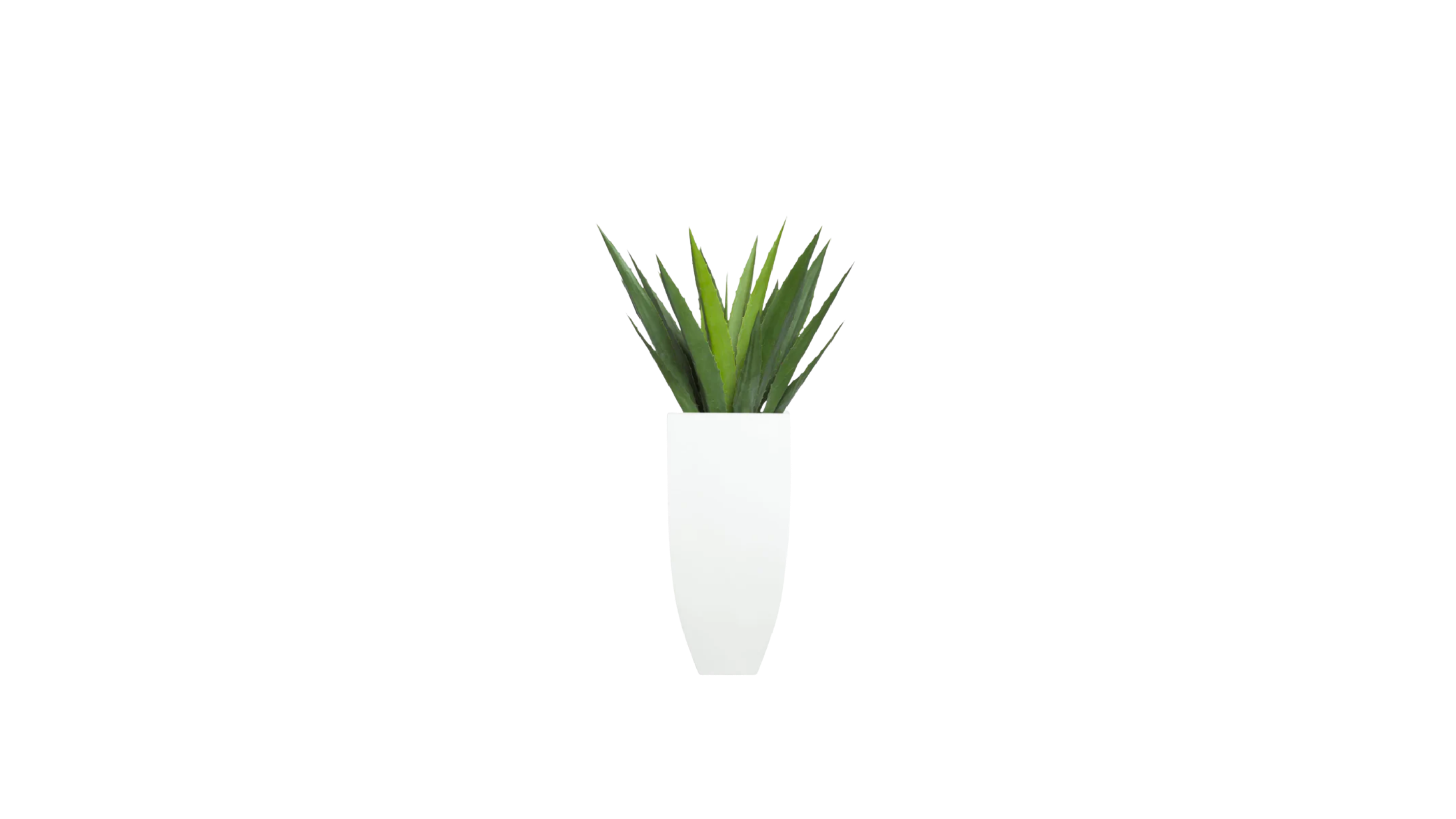 Aloe Vera of Arabia