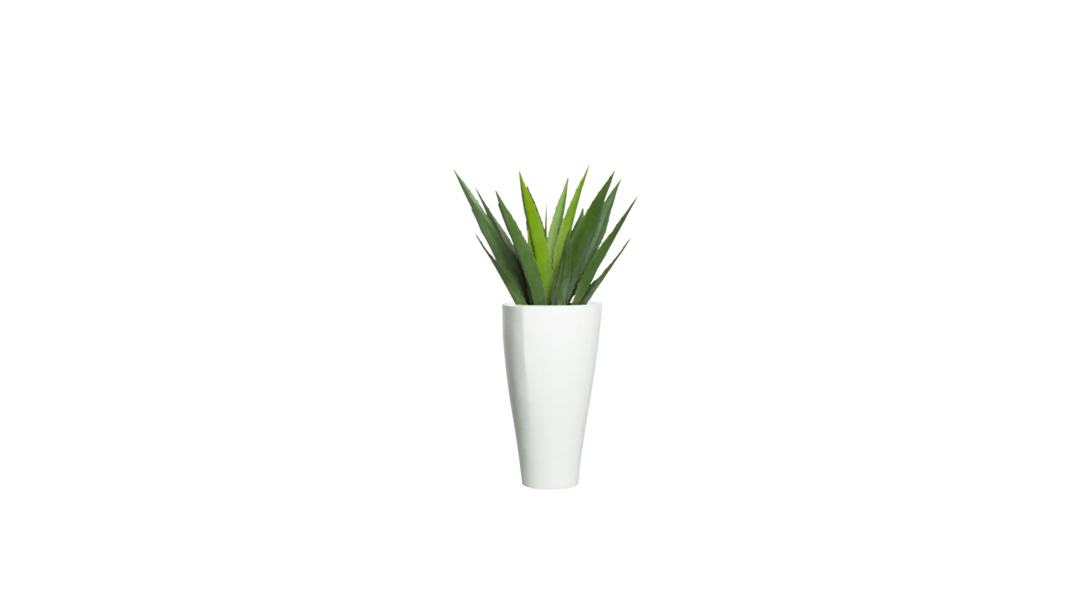 Aloe Vera of Arabia