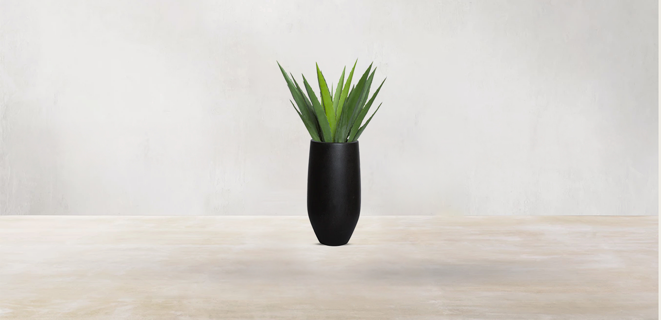 Aloe Vera of Arabia