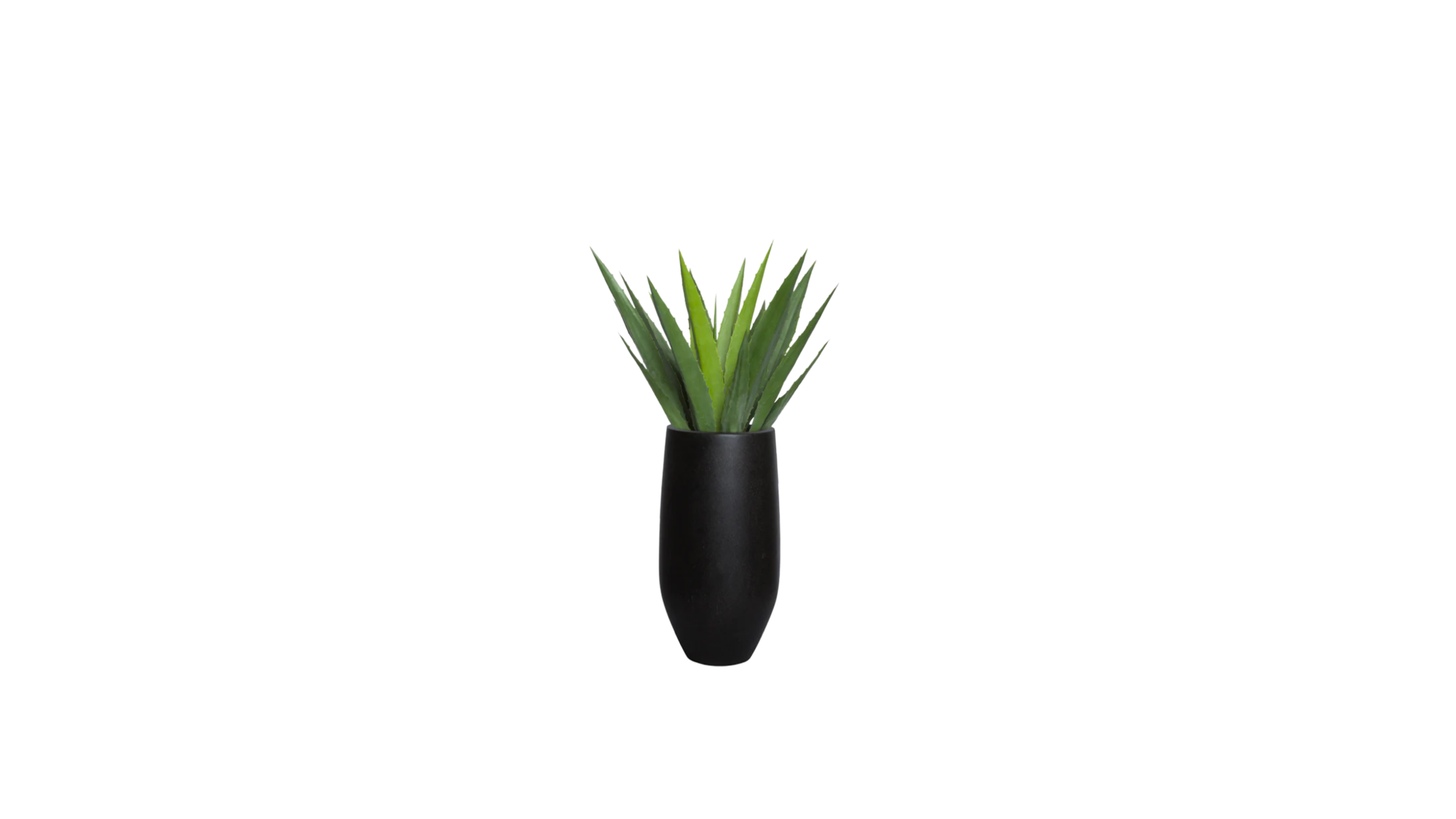 Aloe Vera of Arabia