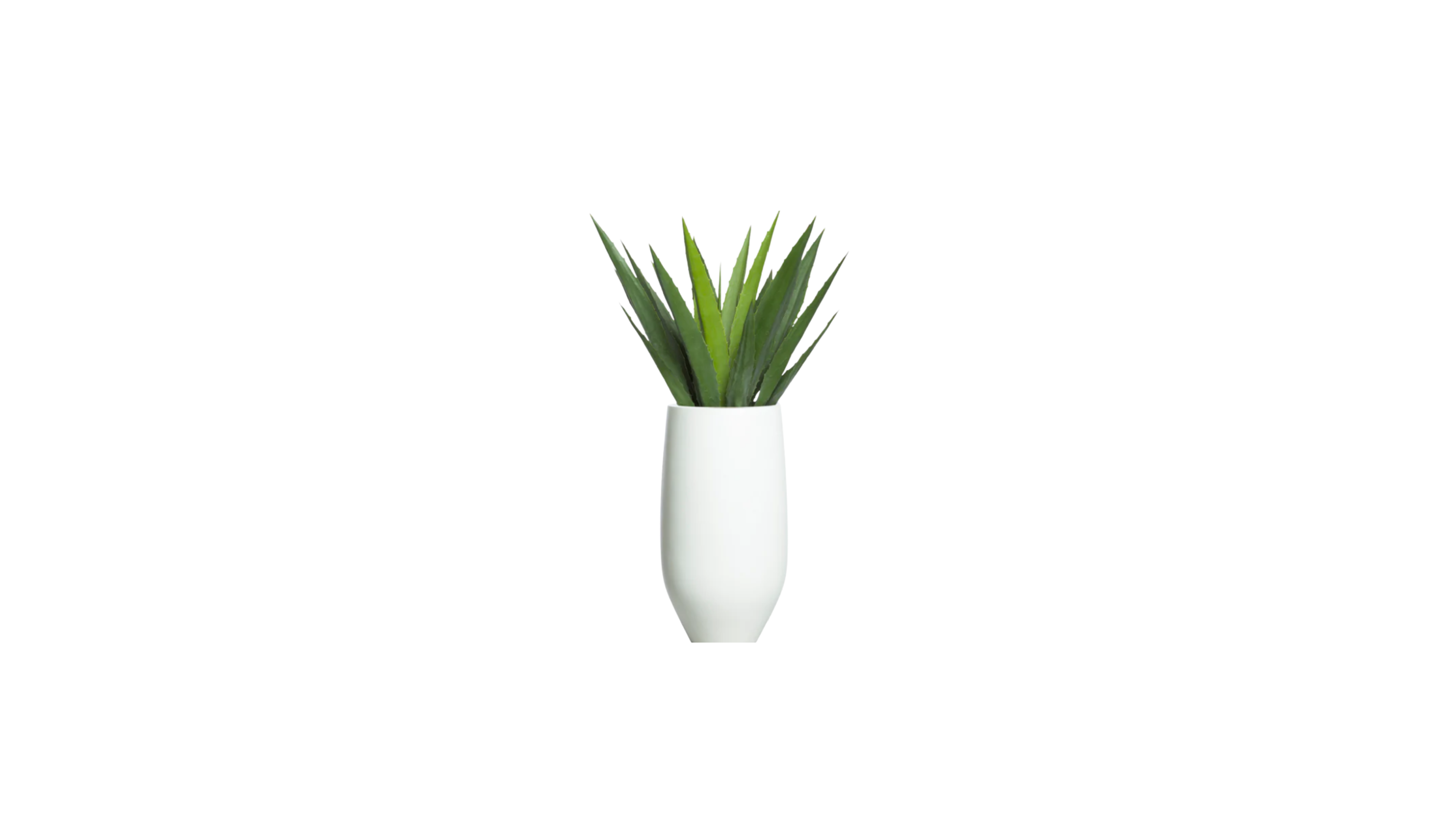Aloe Vera of Arabia