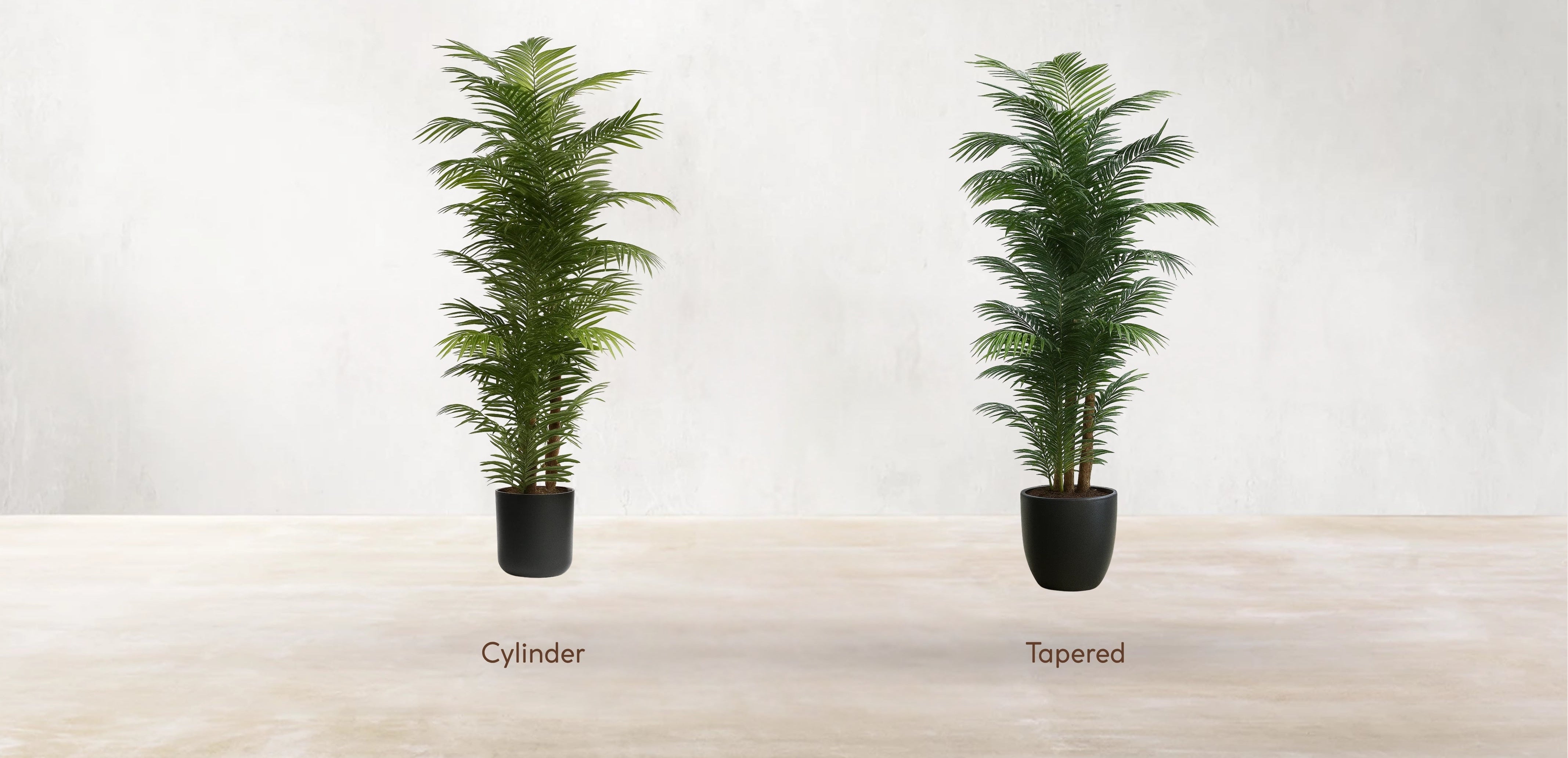 Areca Palm of the Philippines