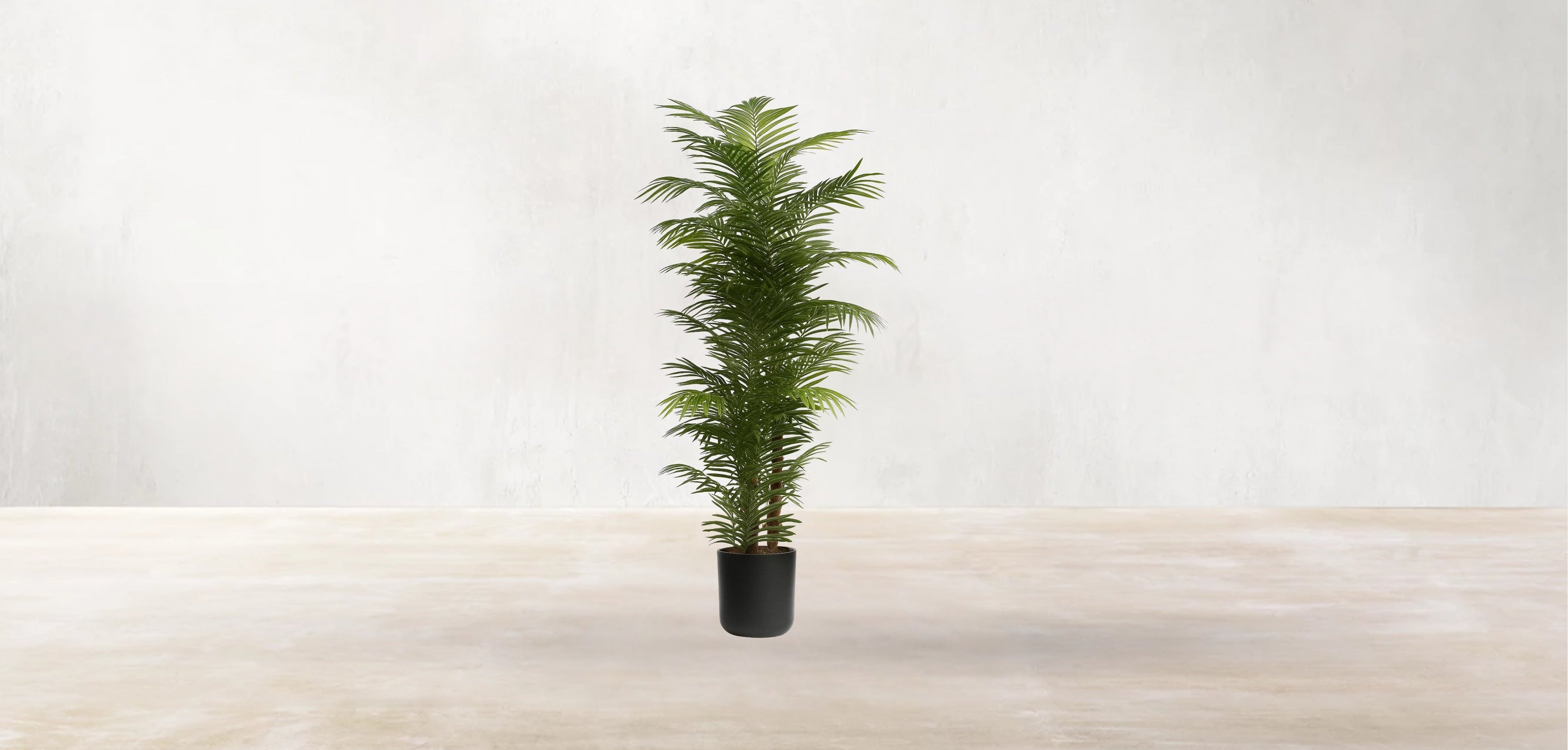 Areca Palm of the Philippines