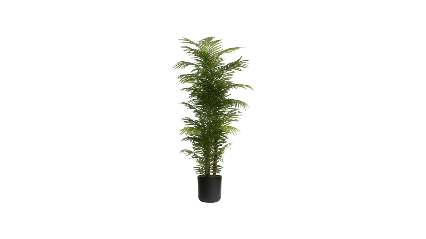 Areca Palm of the Philippines