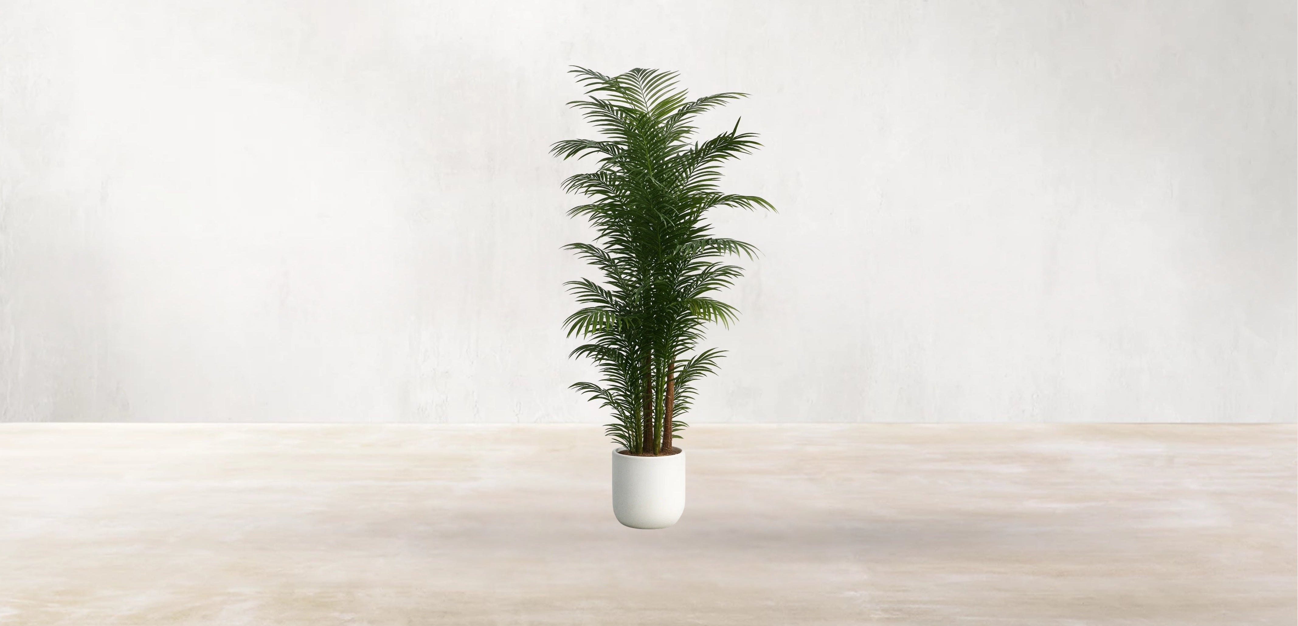 Areca Palm of the Philippines