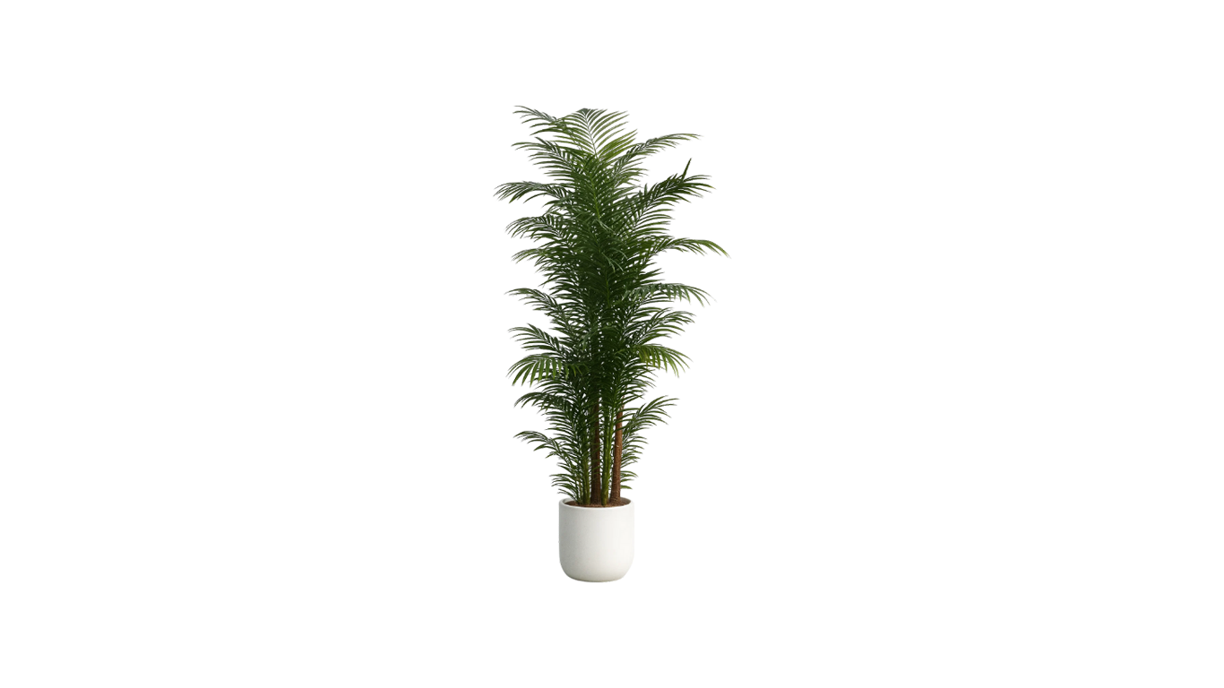 Areca Palm of the Philippines