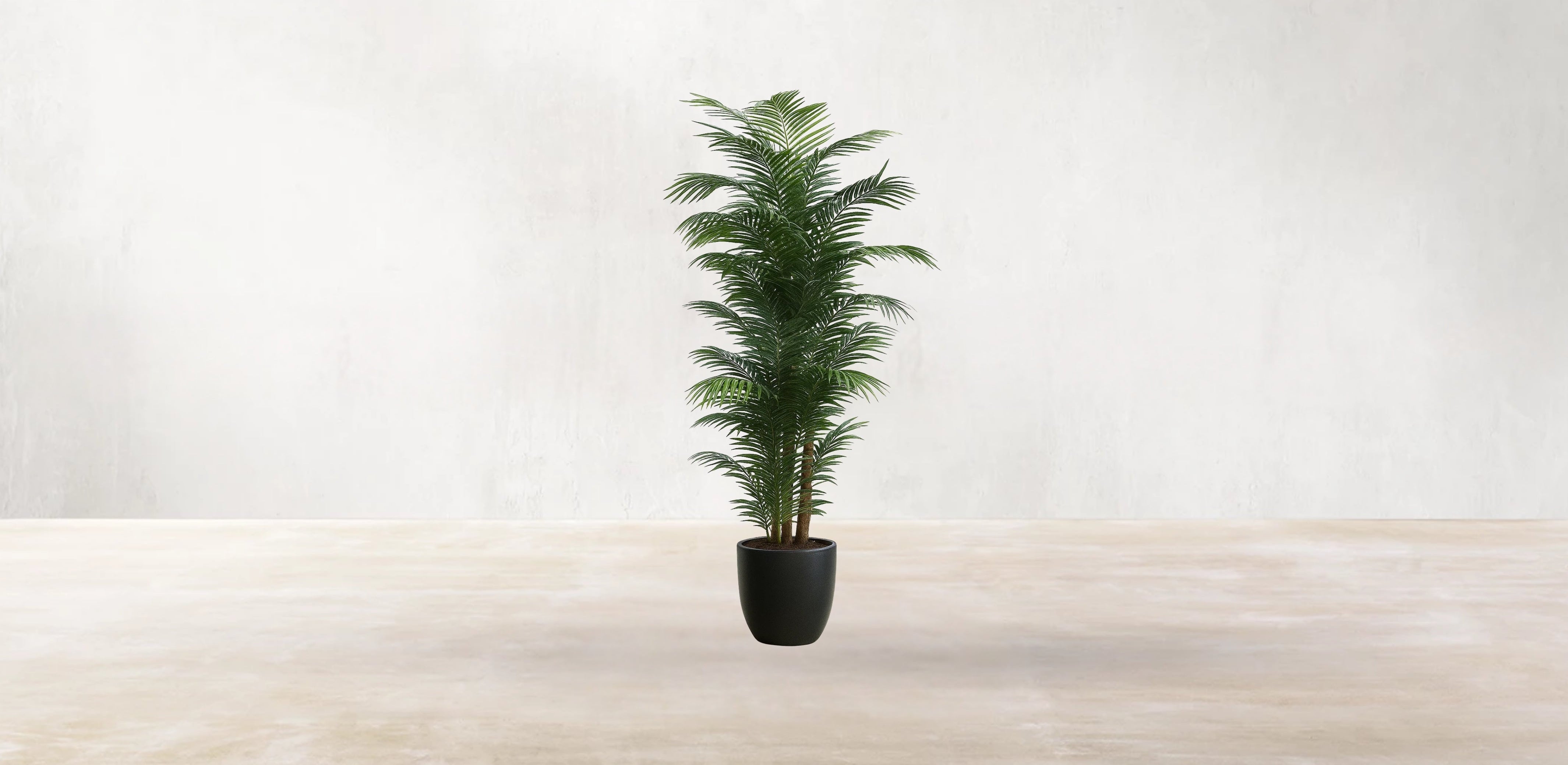 Areca Palm of the Philippines