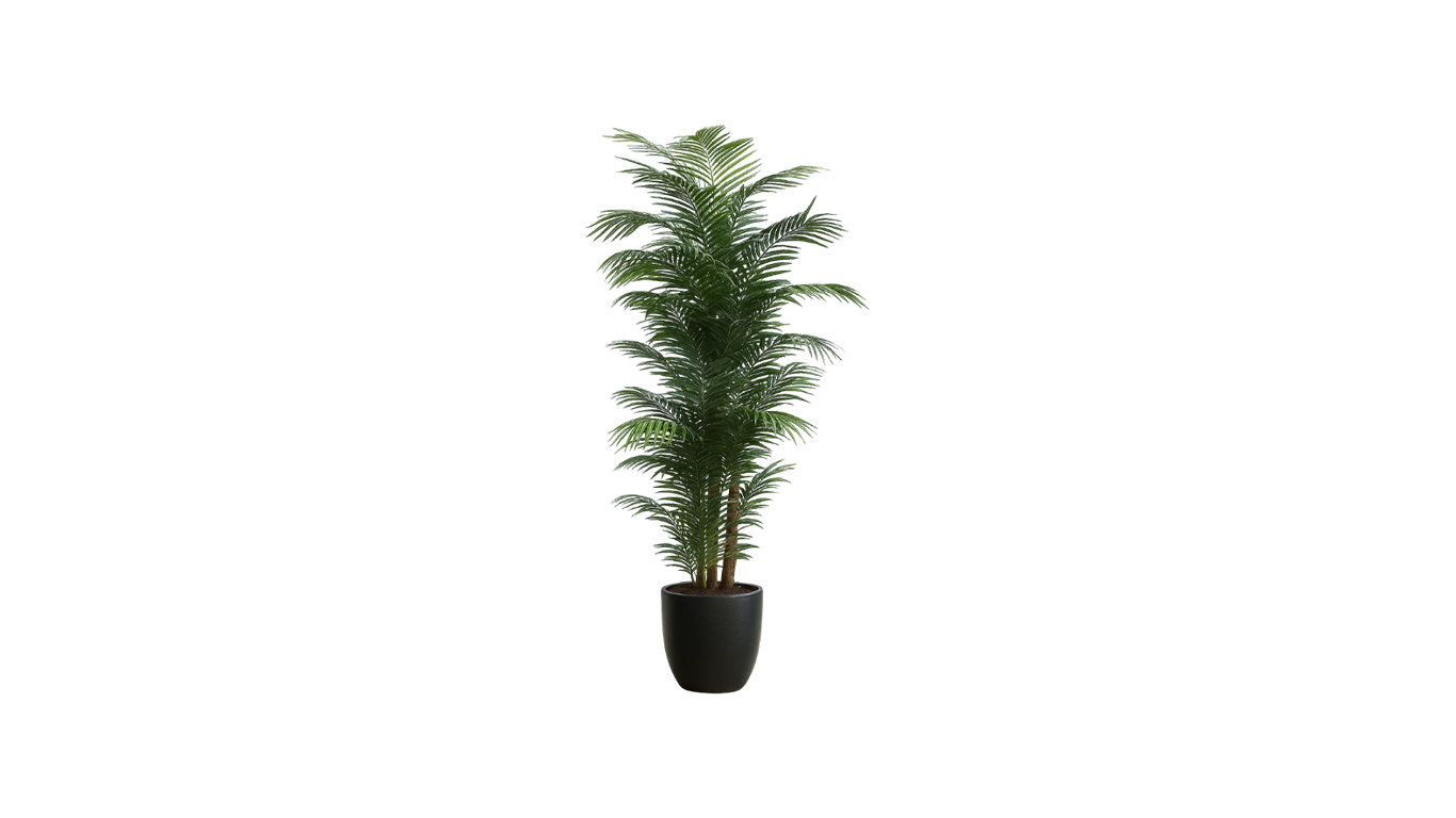 Areca Palm of the Philippines