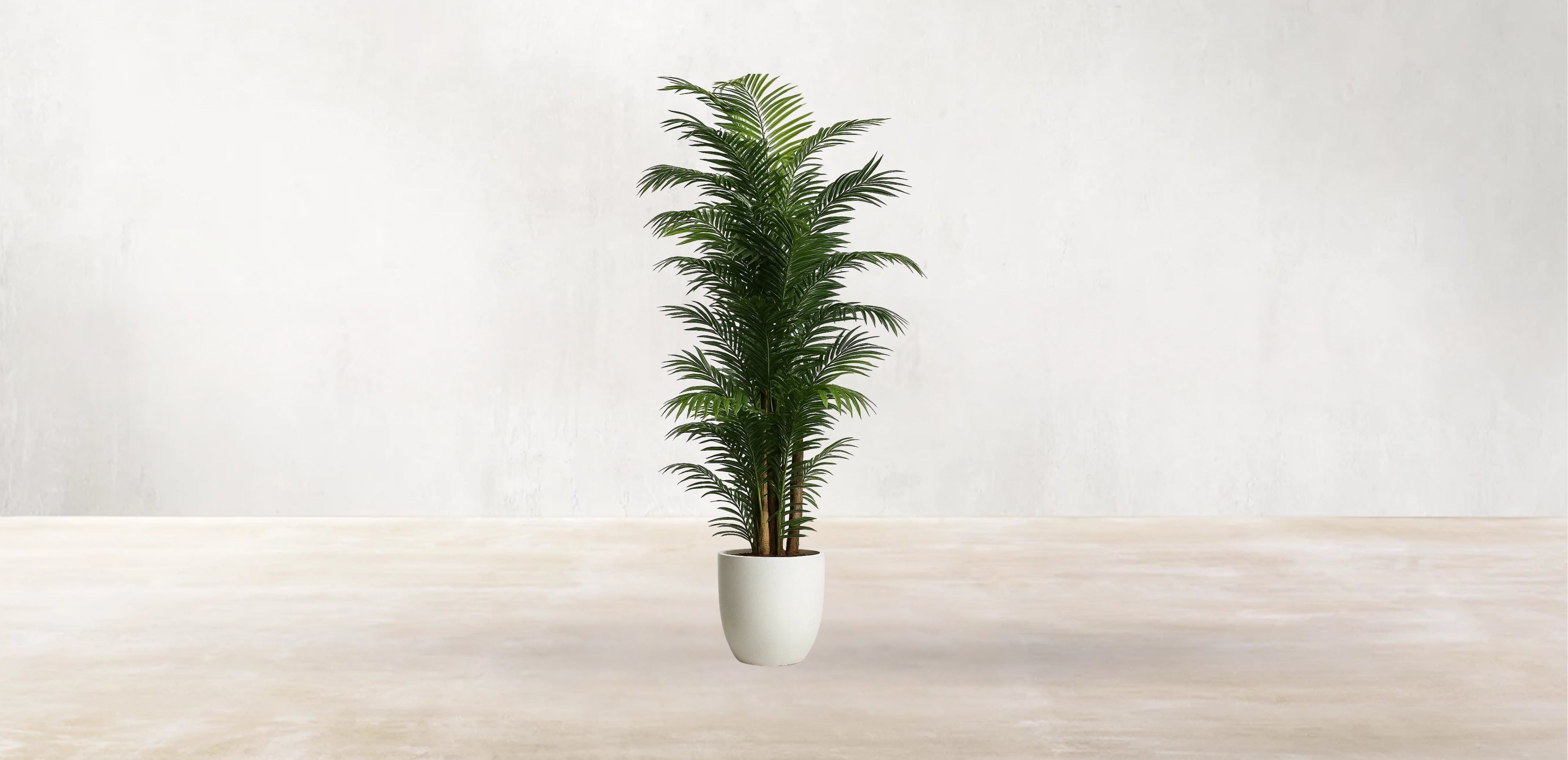 Areca Palm of the Philippines