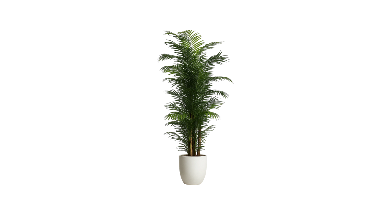 Areca Palm of the Philippines