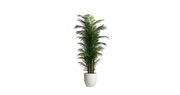Areca Palm of the Philippines