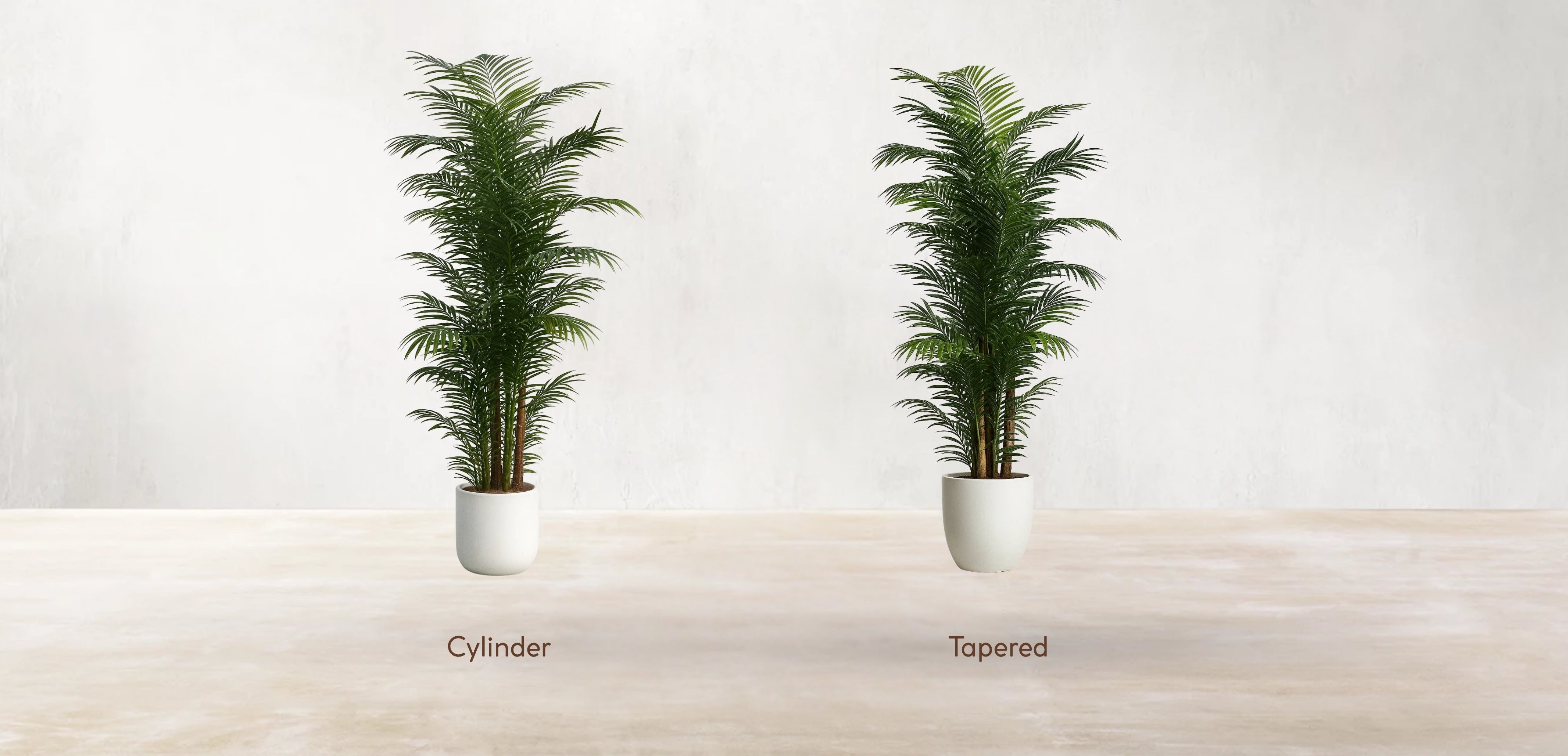 Areca Palm of the Philippines