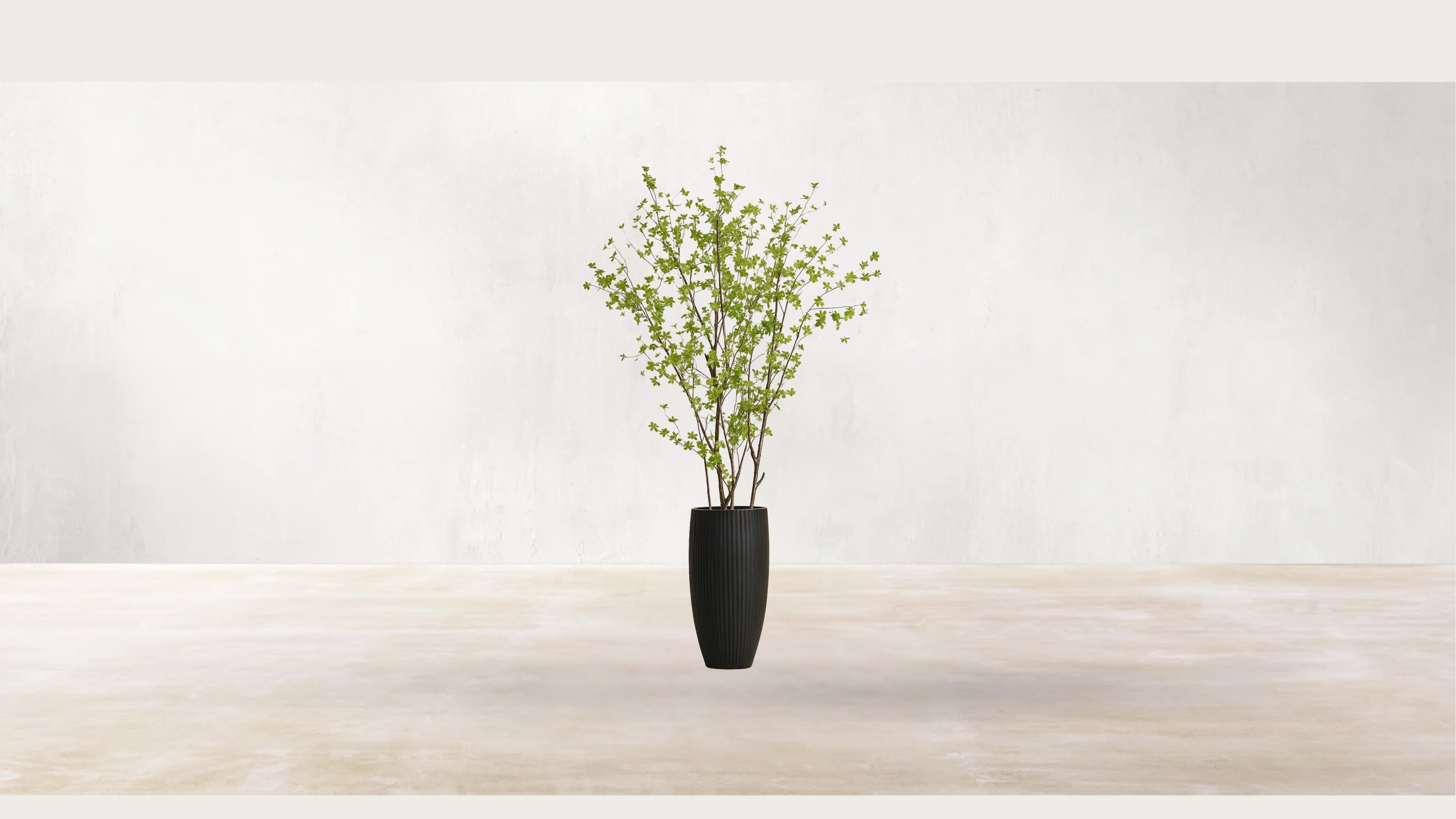 Asian Birch Tree