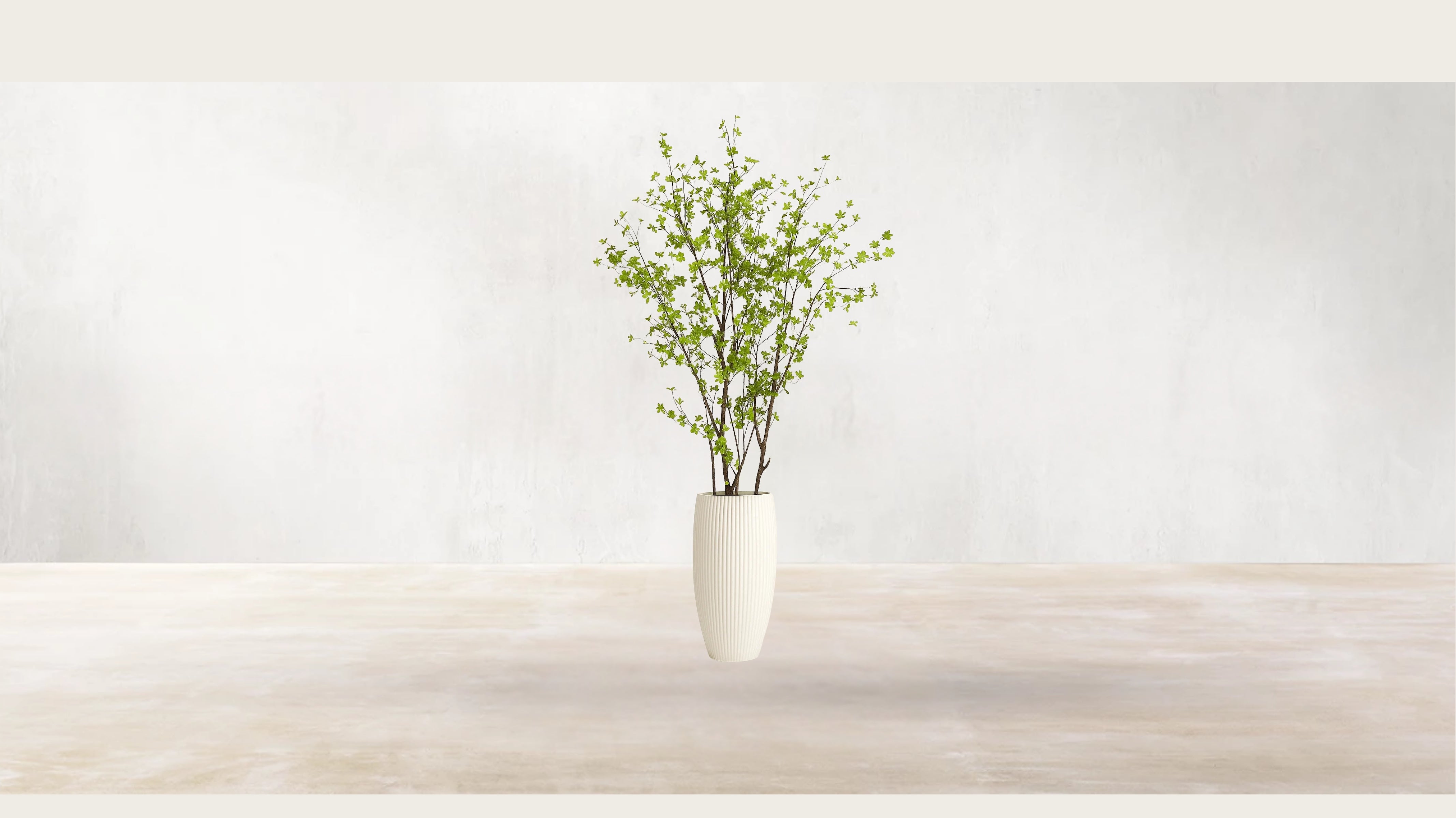 Asian Birch Tree