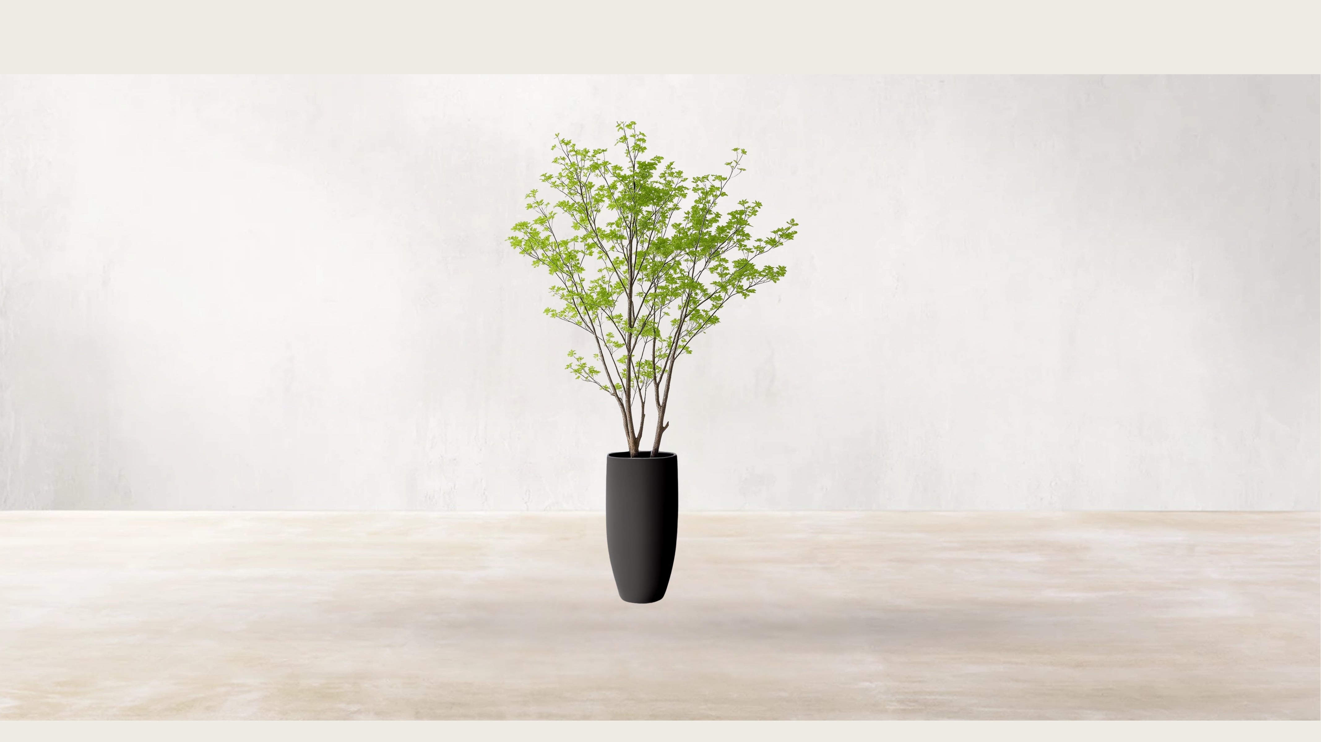 Asian Birch Tree