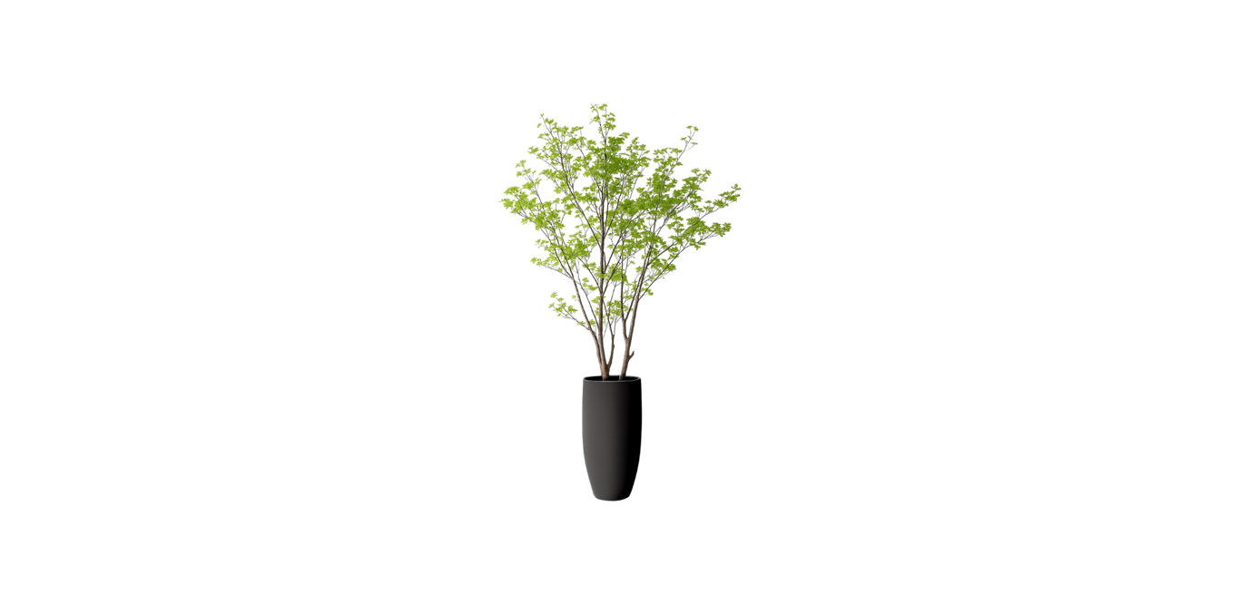 Asian Birch Tree
